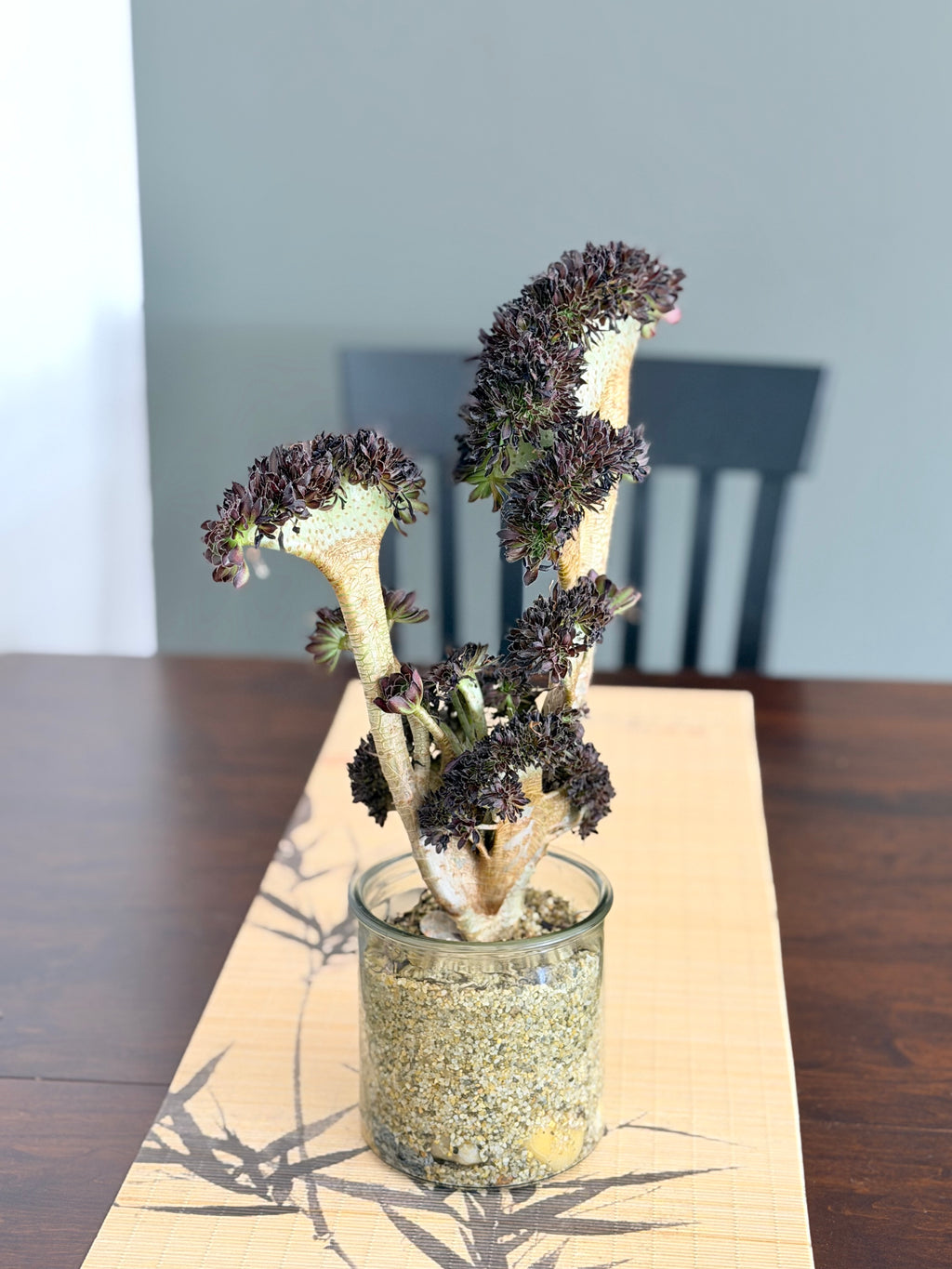 Aeonium ‘Dragon Horse’