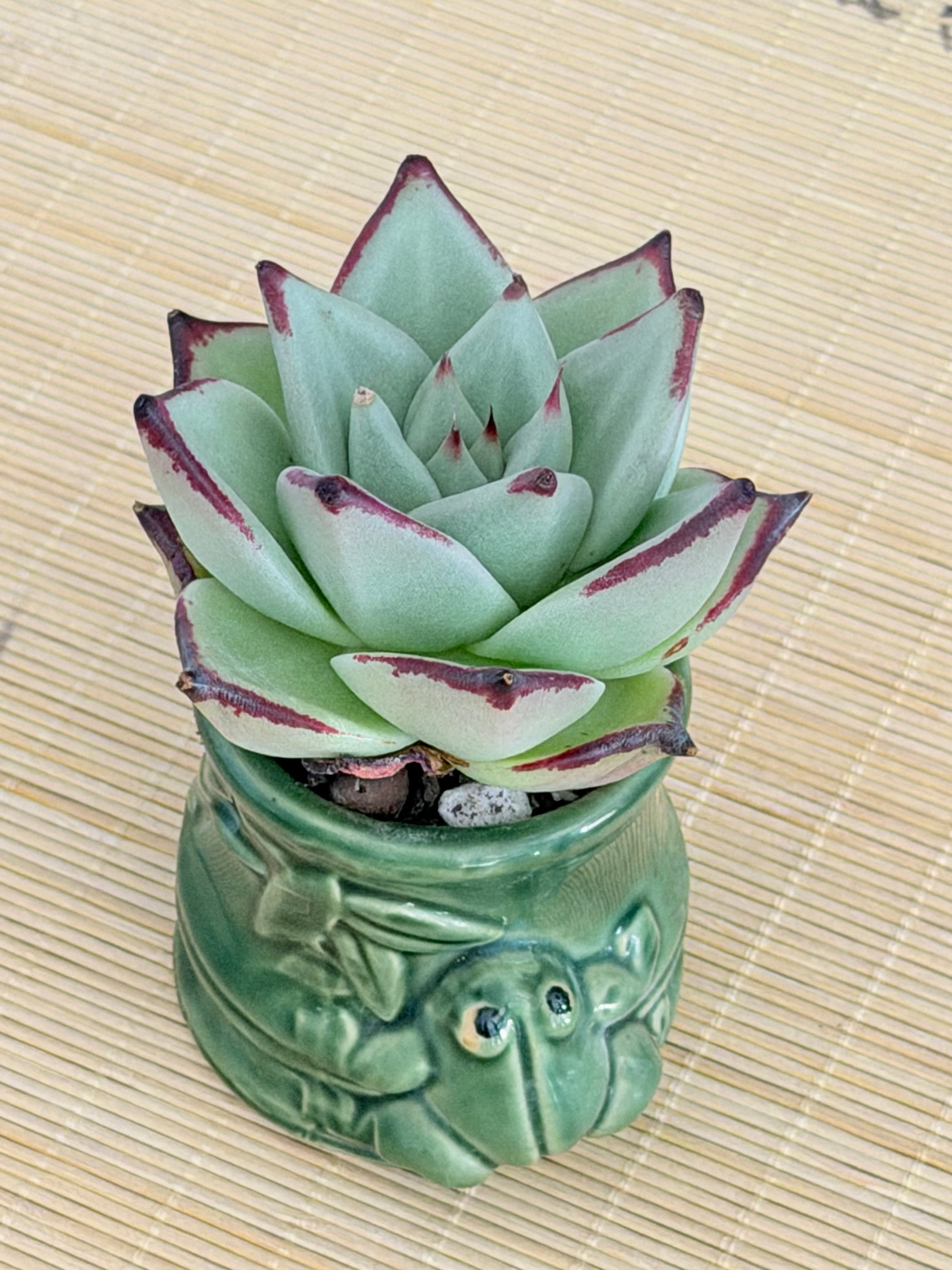 Echeveria Ebony