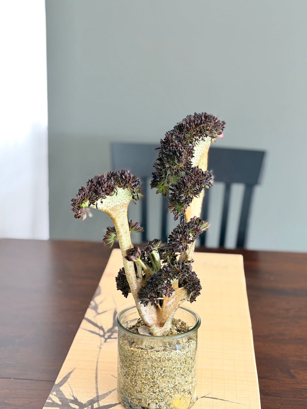 Aeonium ‘Dragon Horse’