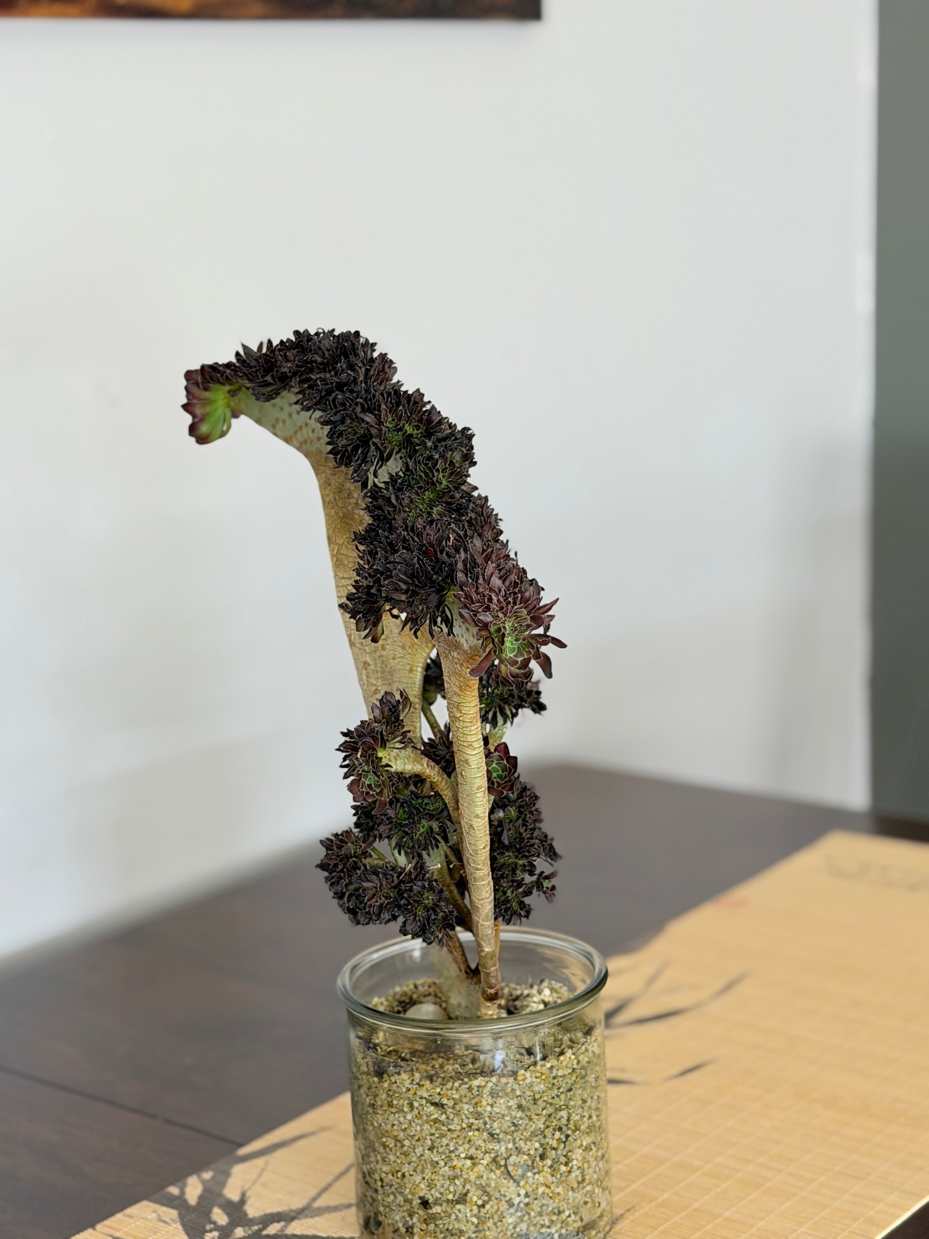Aeonium ‘Dragon Horse’