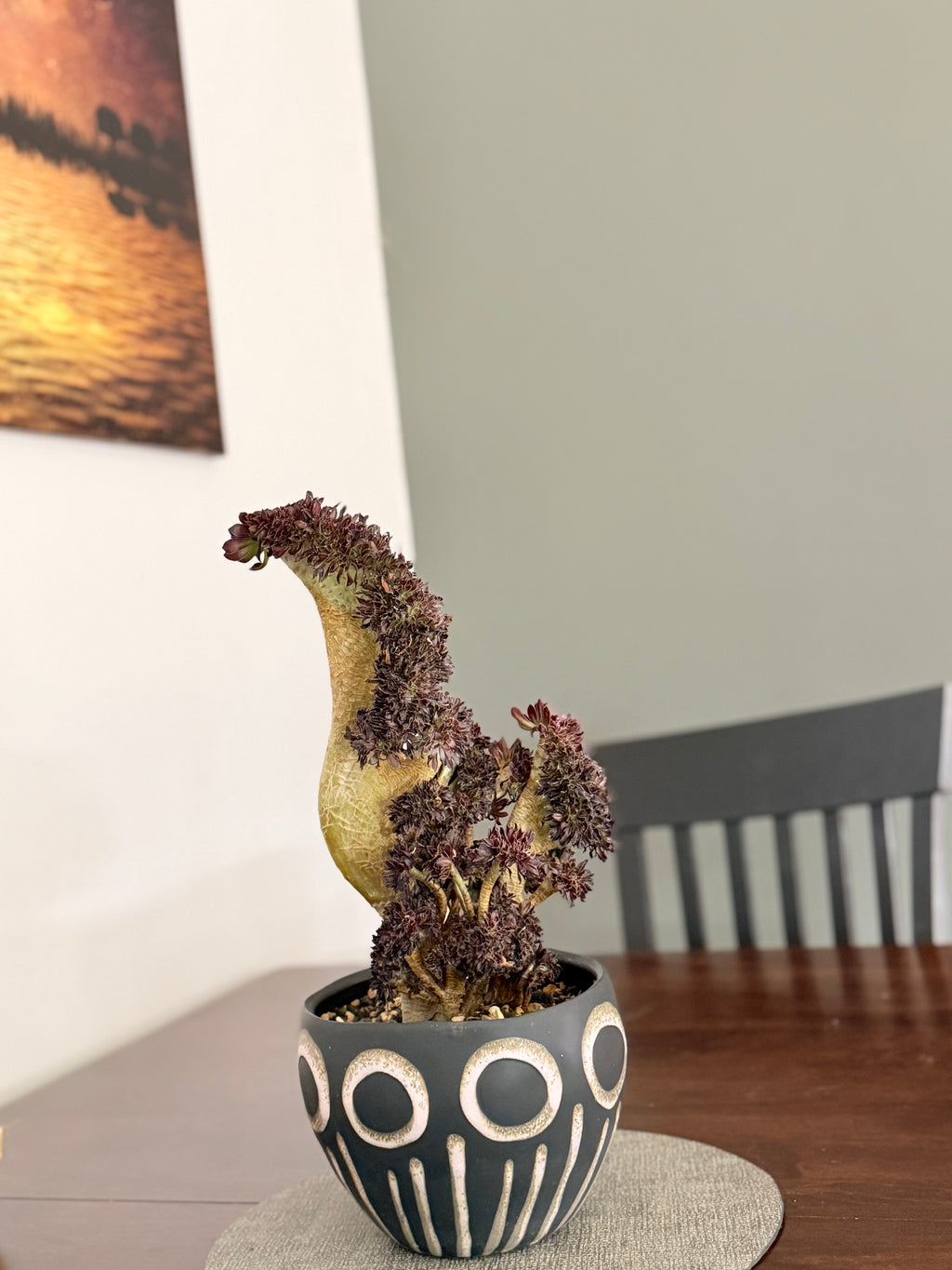 Aeonium ‘Dragon Horse’