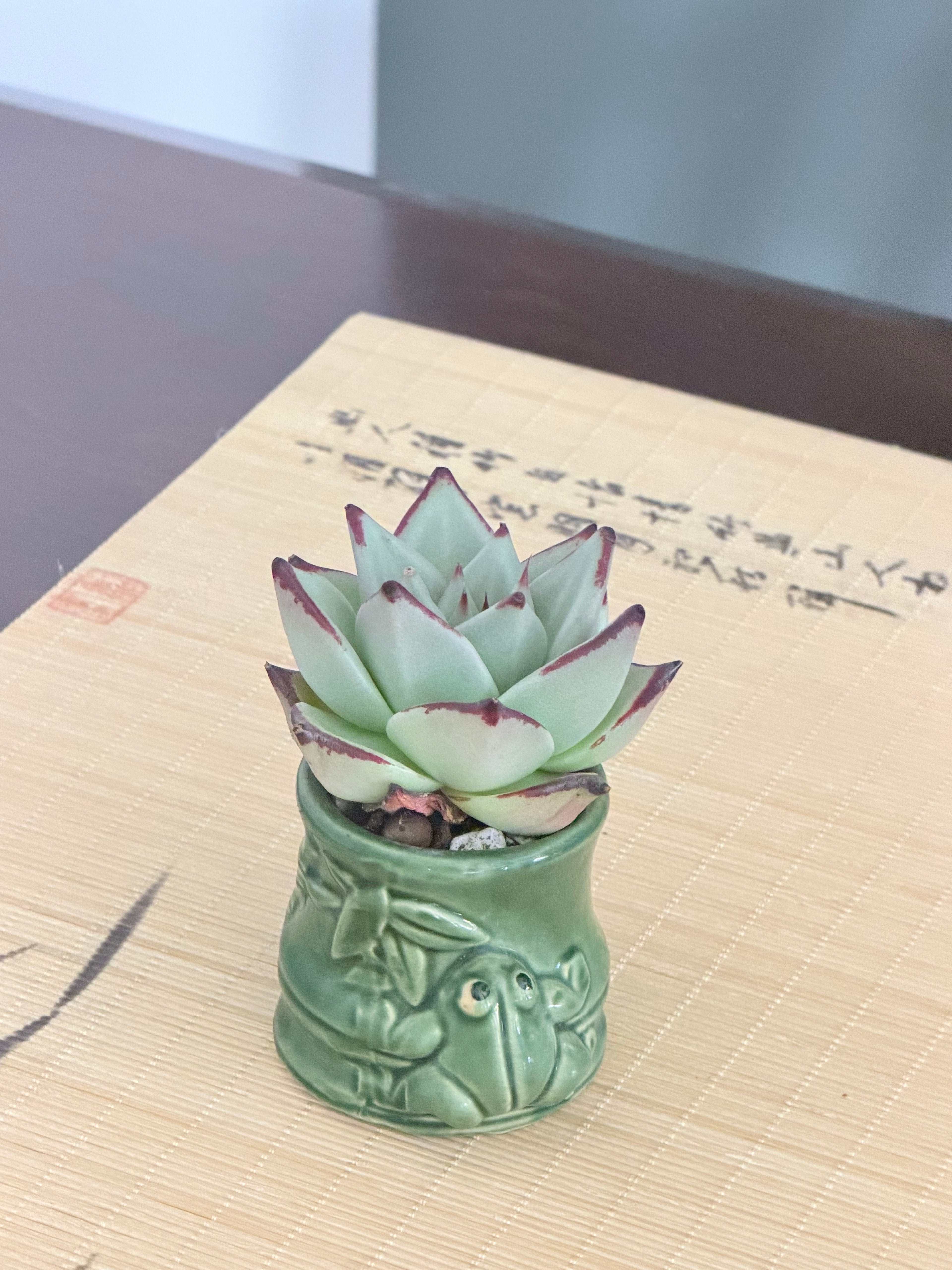 Echeveria Ebony