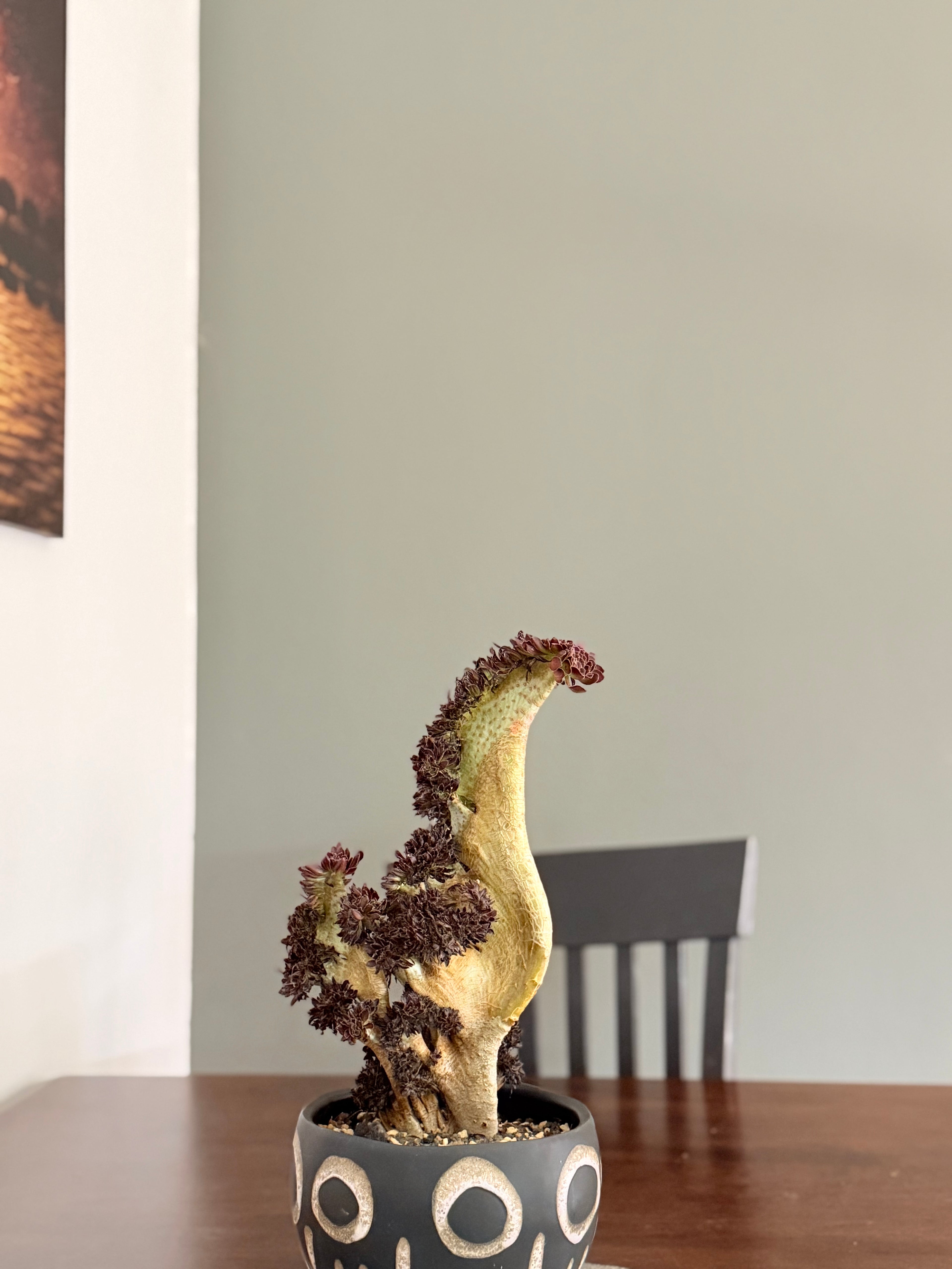 Aeonium ‘Dragon Horse’