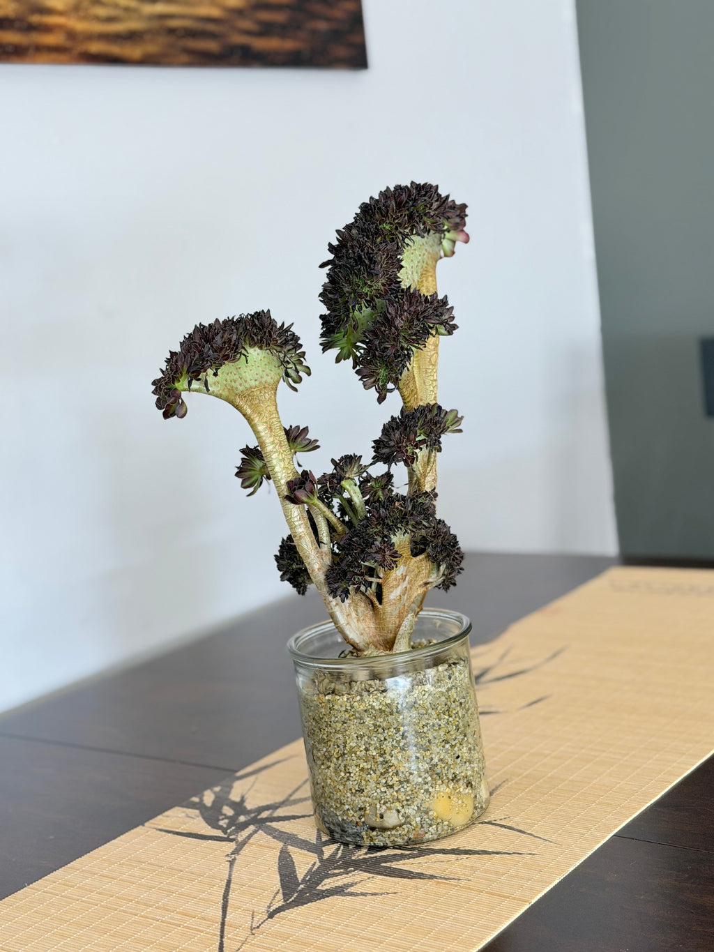 Aeonium ‘Dragon Horse’