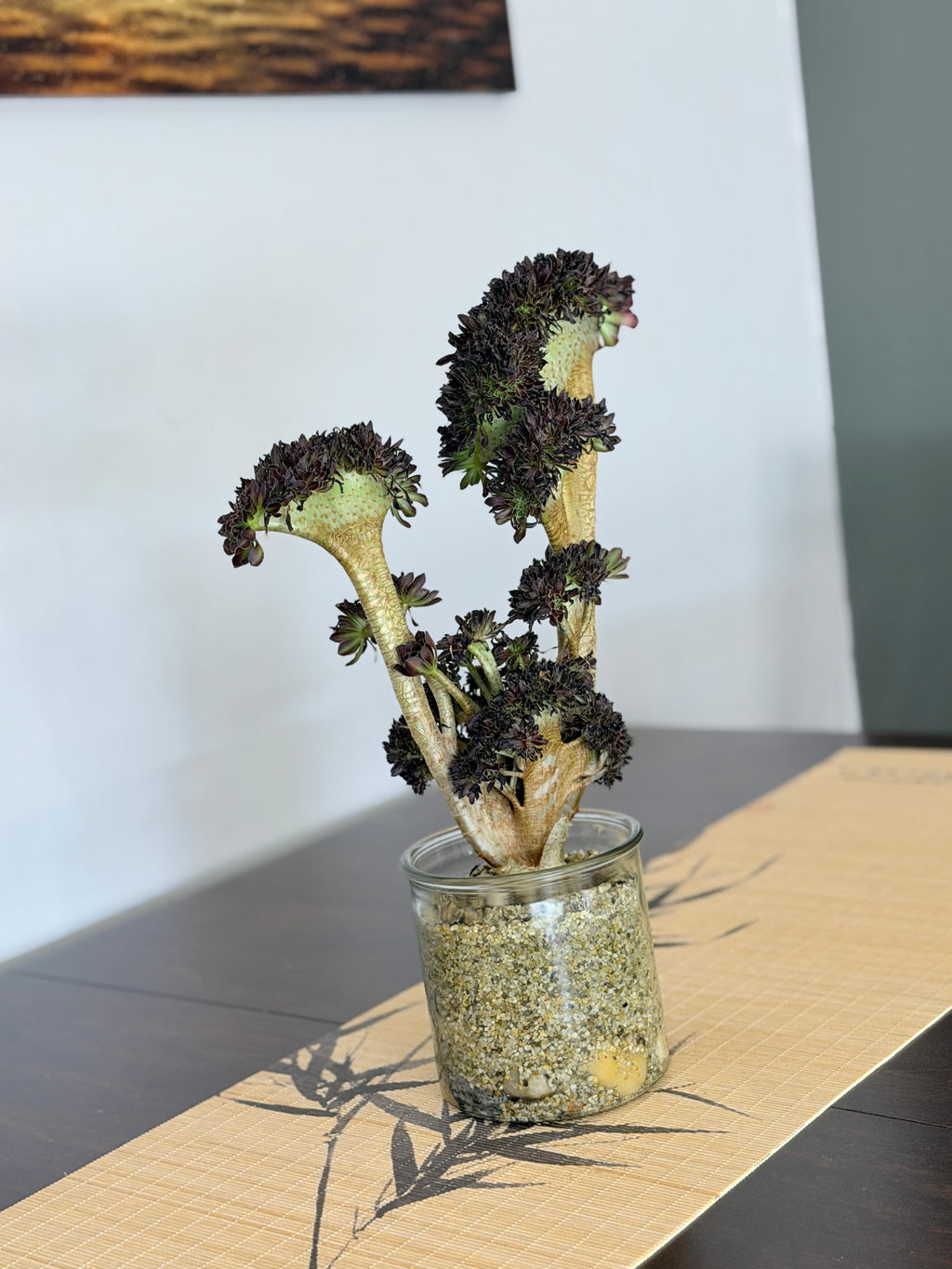 Aeonium ‘Dragon Horse’