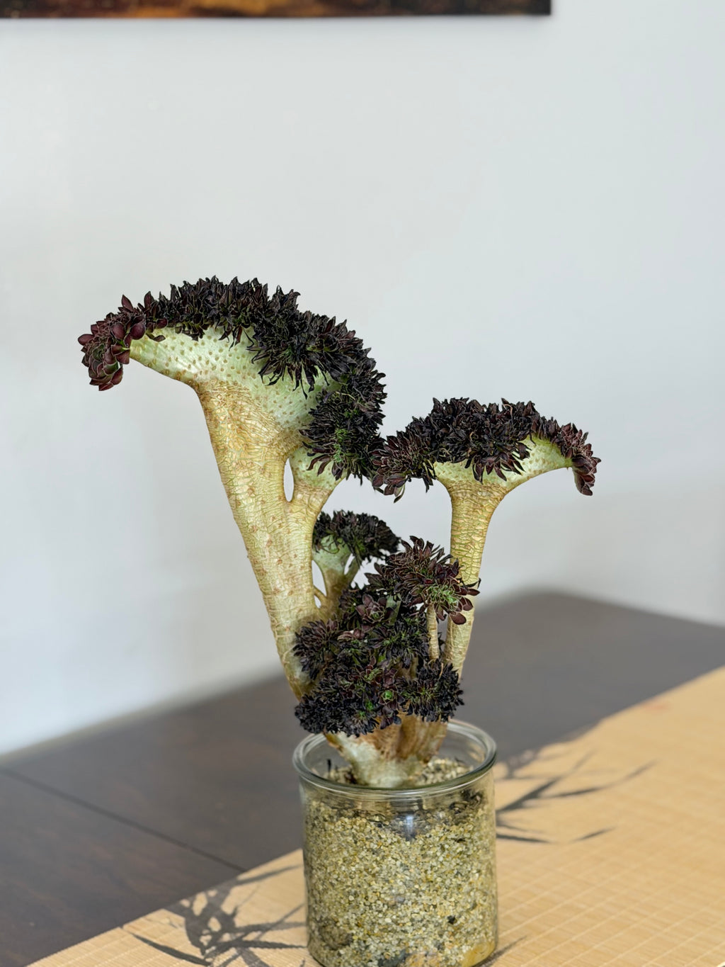 Aeonium ‘Dragon Horse’
