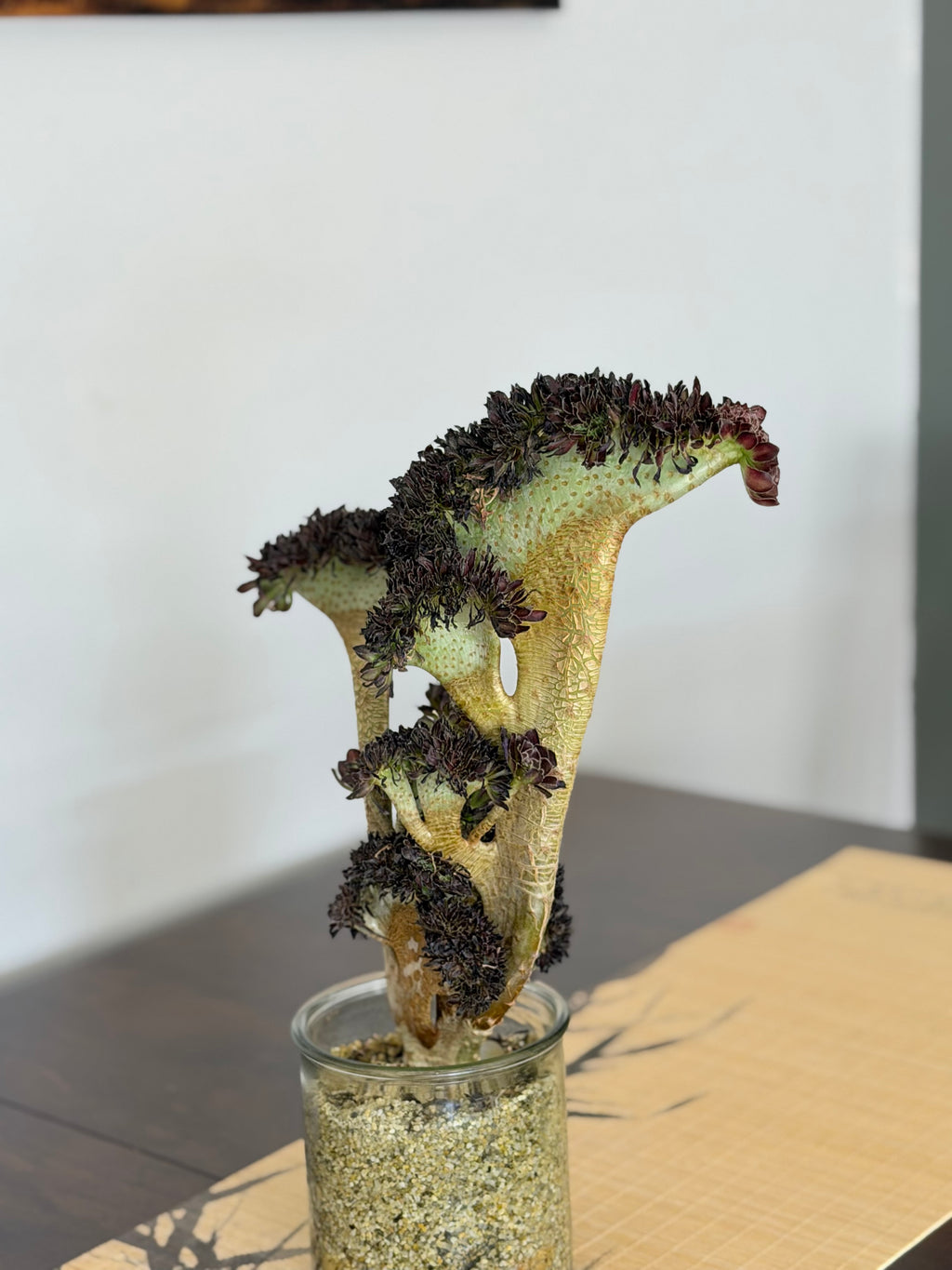 Aeonium ‘Dragon Horse’