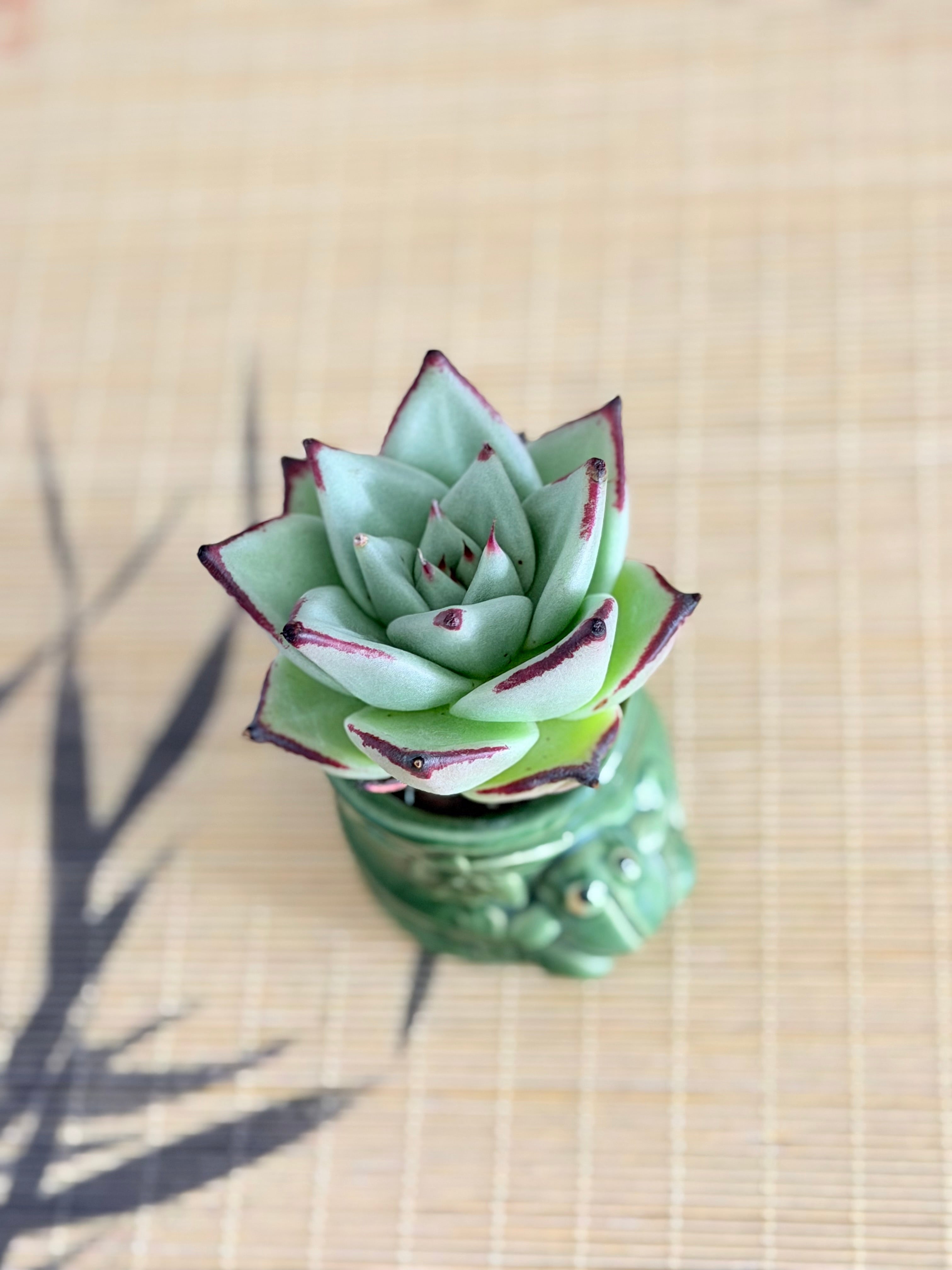 Echeveria Ebony