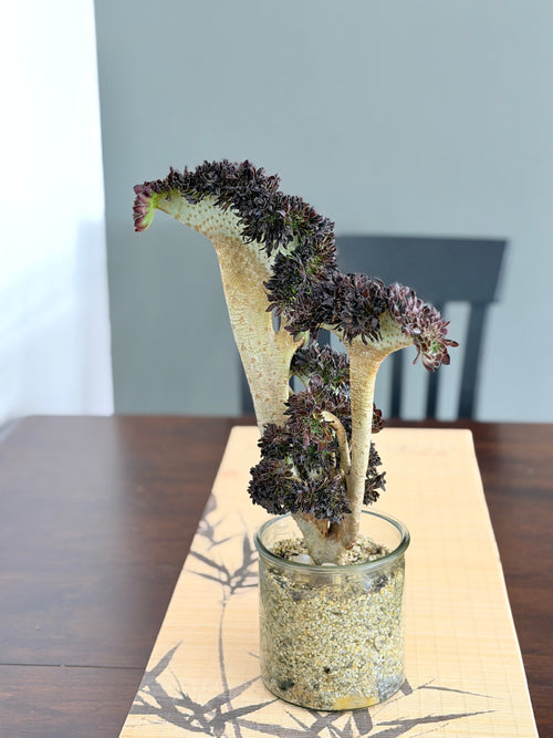 Aeonium ‘Dragon Horse’