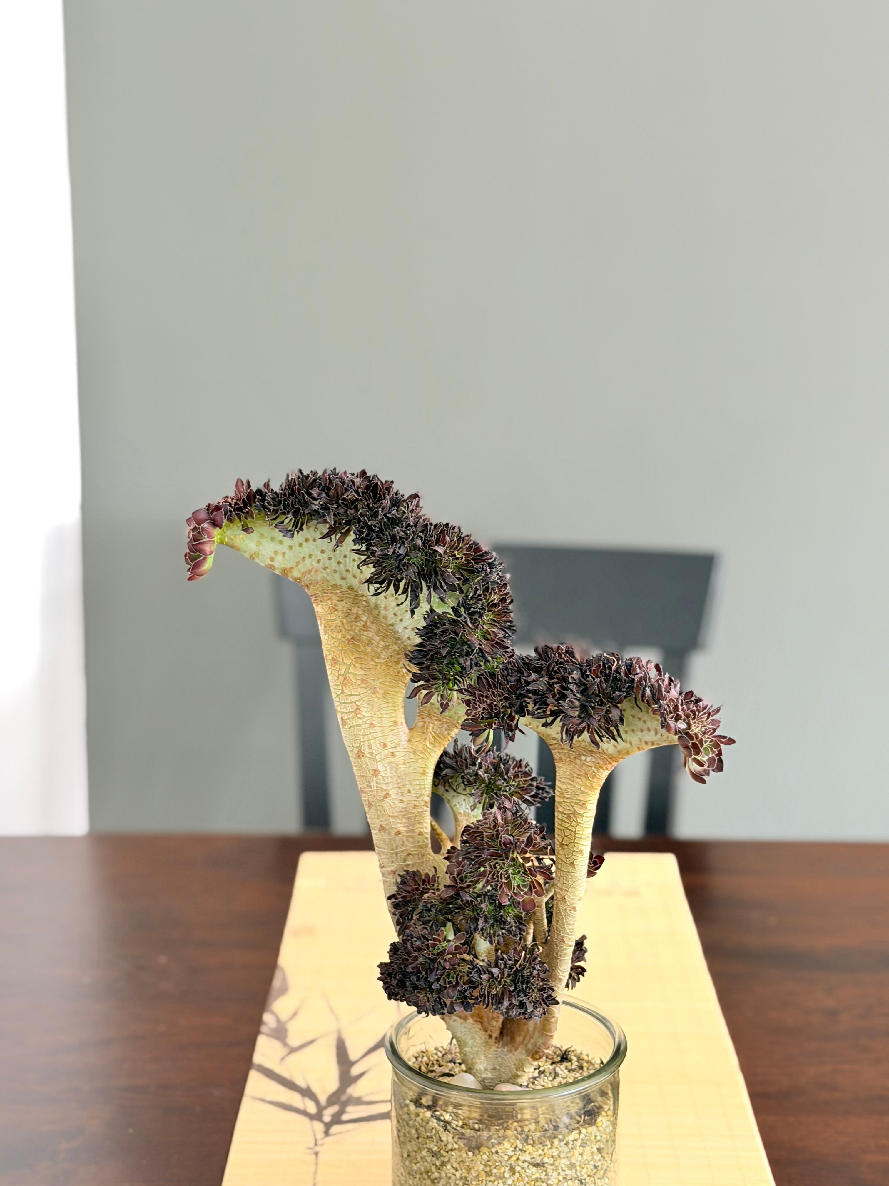 Aeonium ‘Dragon Horse’