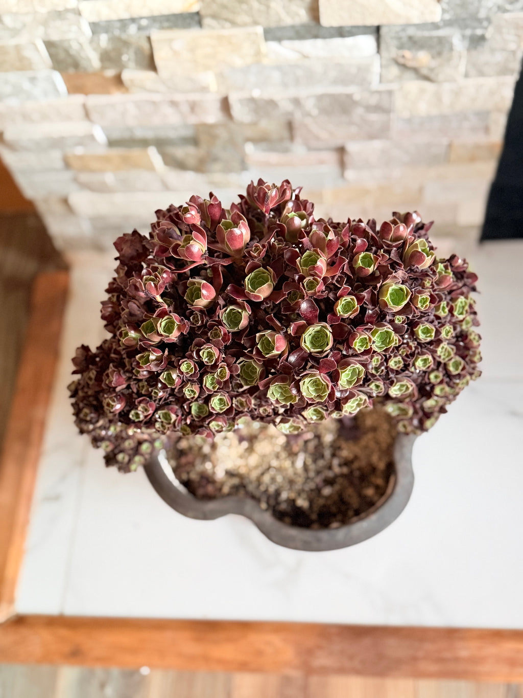 Aeonium ‘Black Queen’