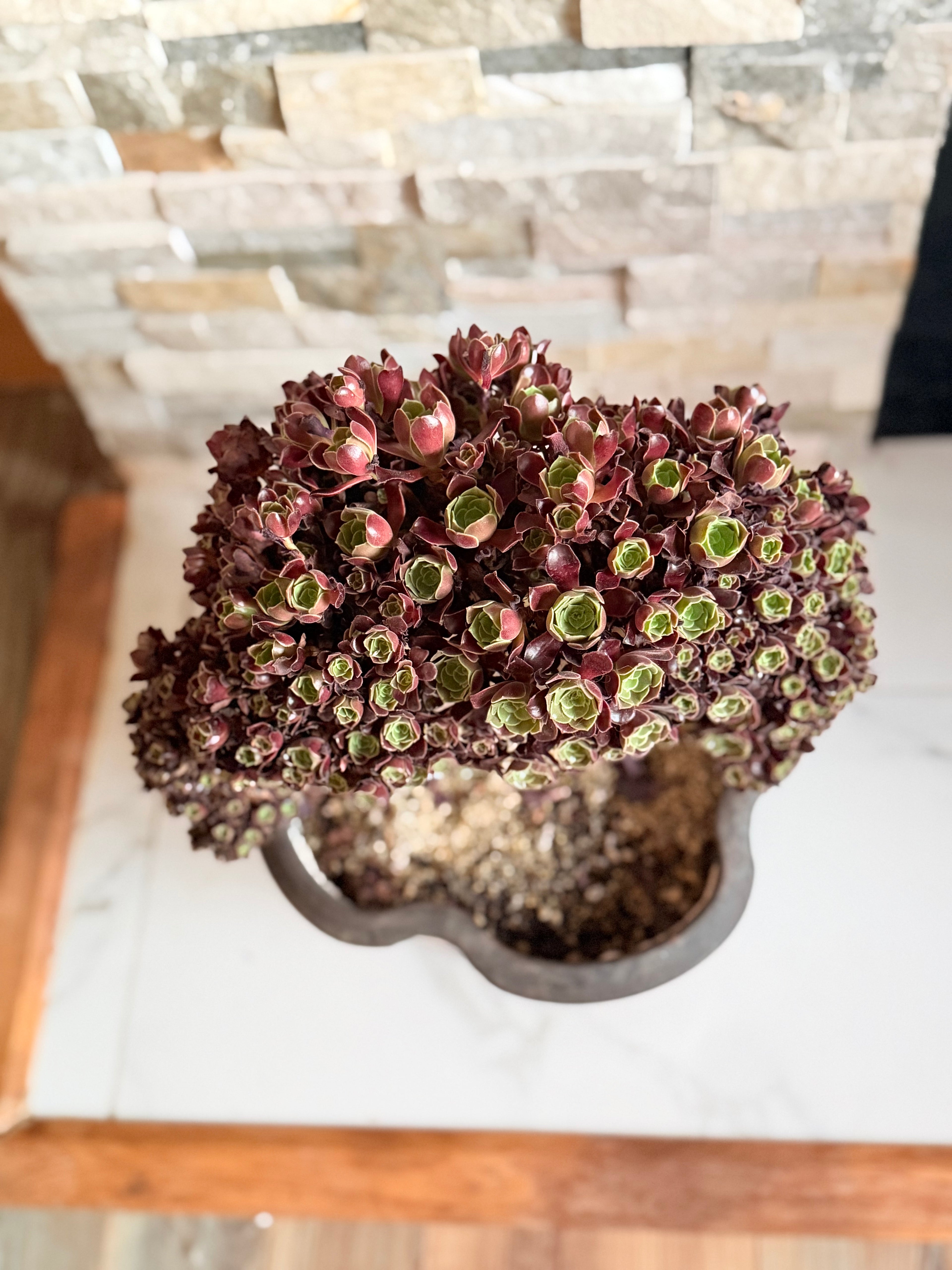 Aeonium ‘Black Queen’
