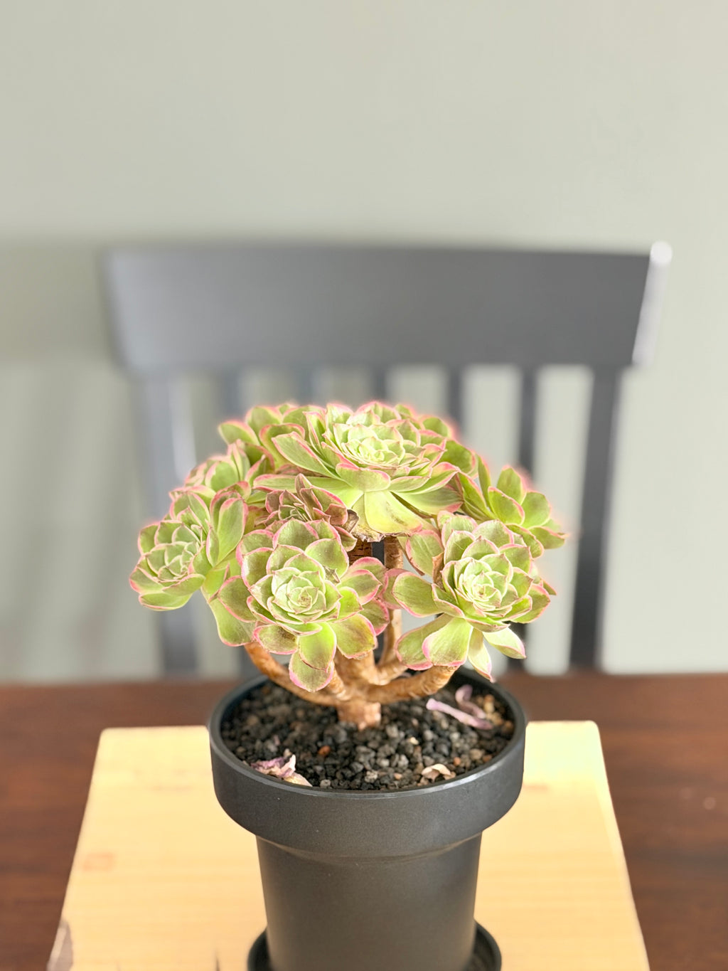 Aeonium Yanning