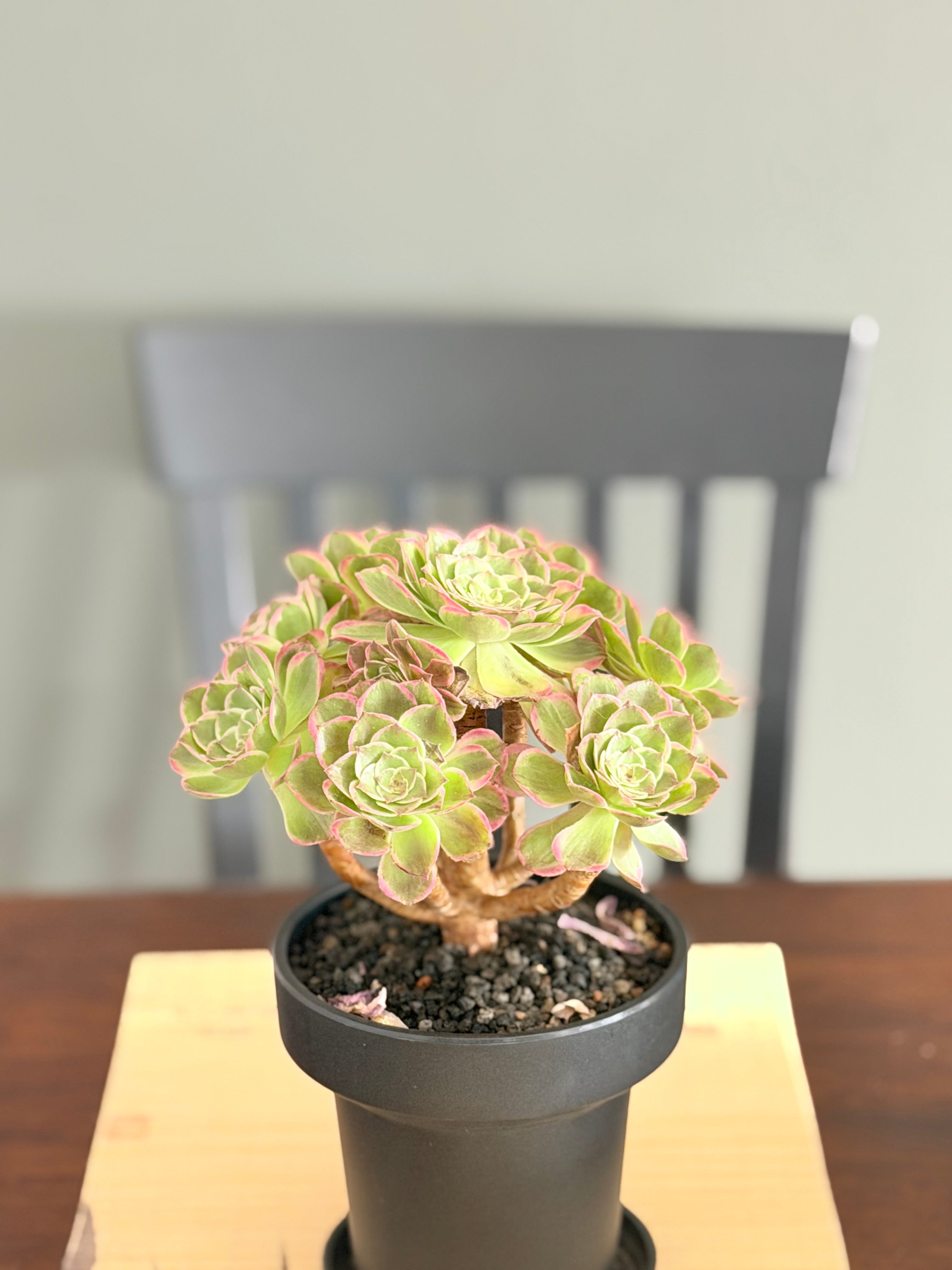 Aeonium Yanning