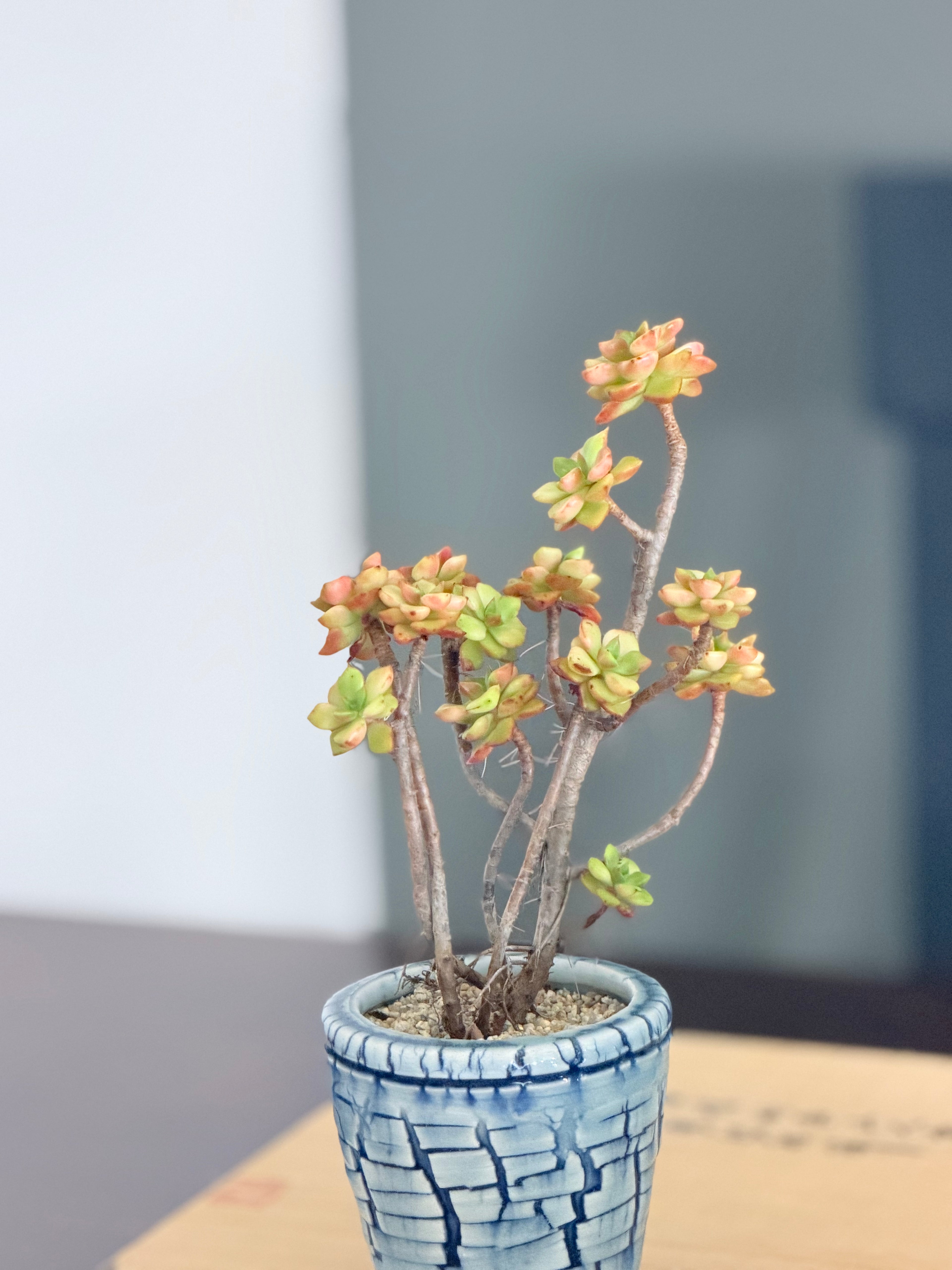 Sedeveria Magic Gold