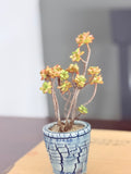 Sedeveria Magic Gold