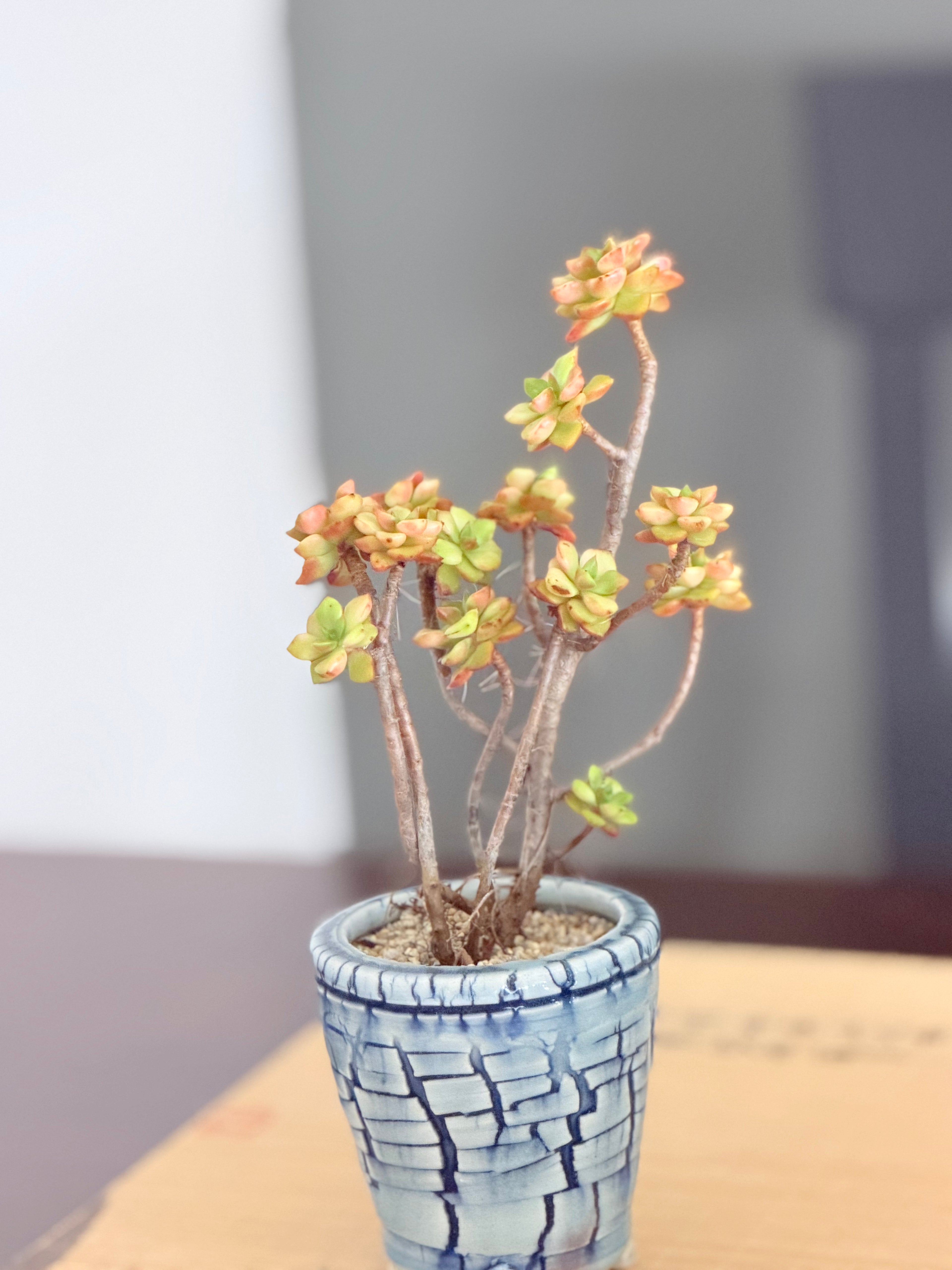 Sedeveria Magic Gold