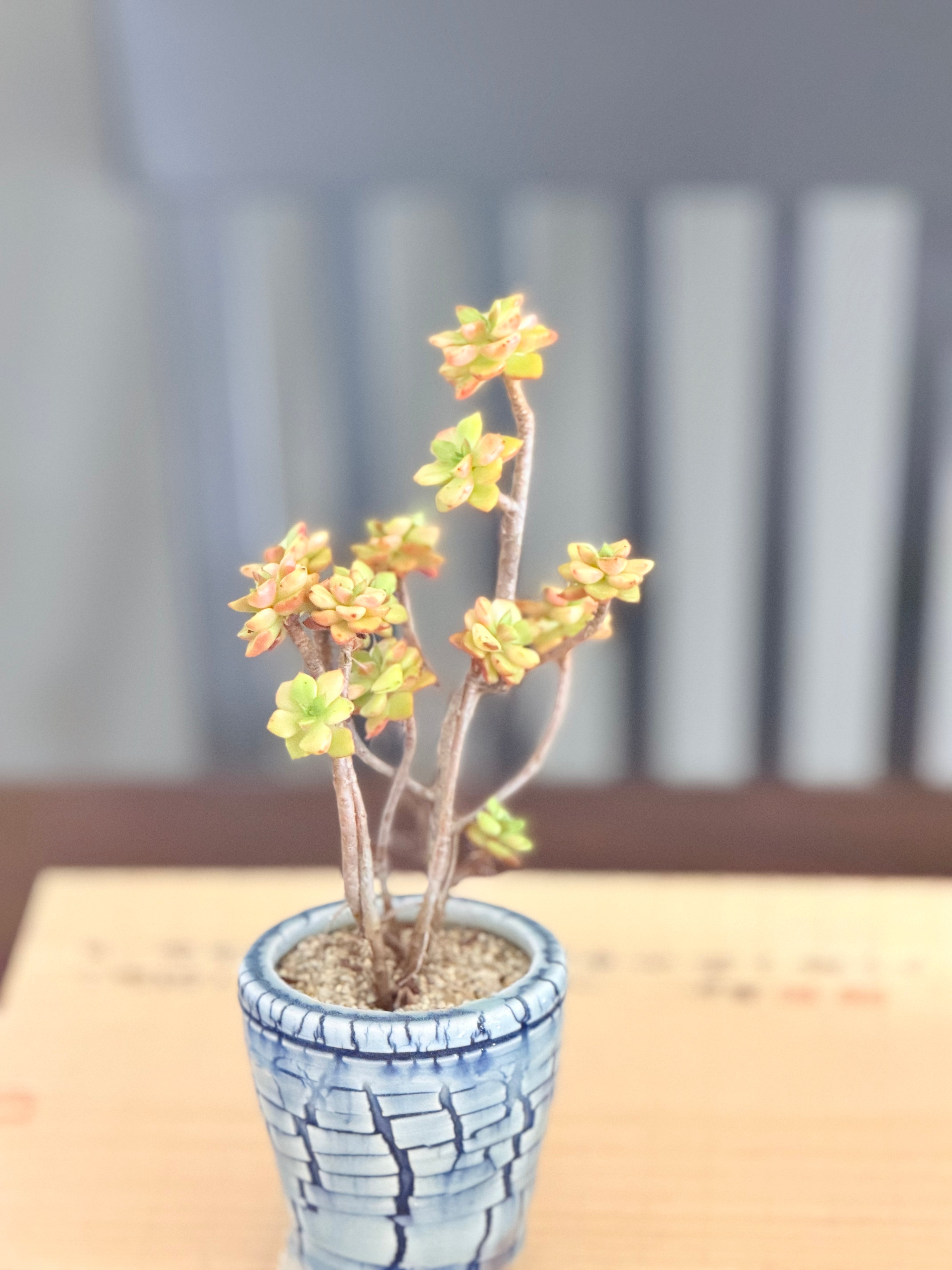 Sedeveria Magic Gold