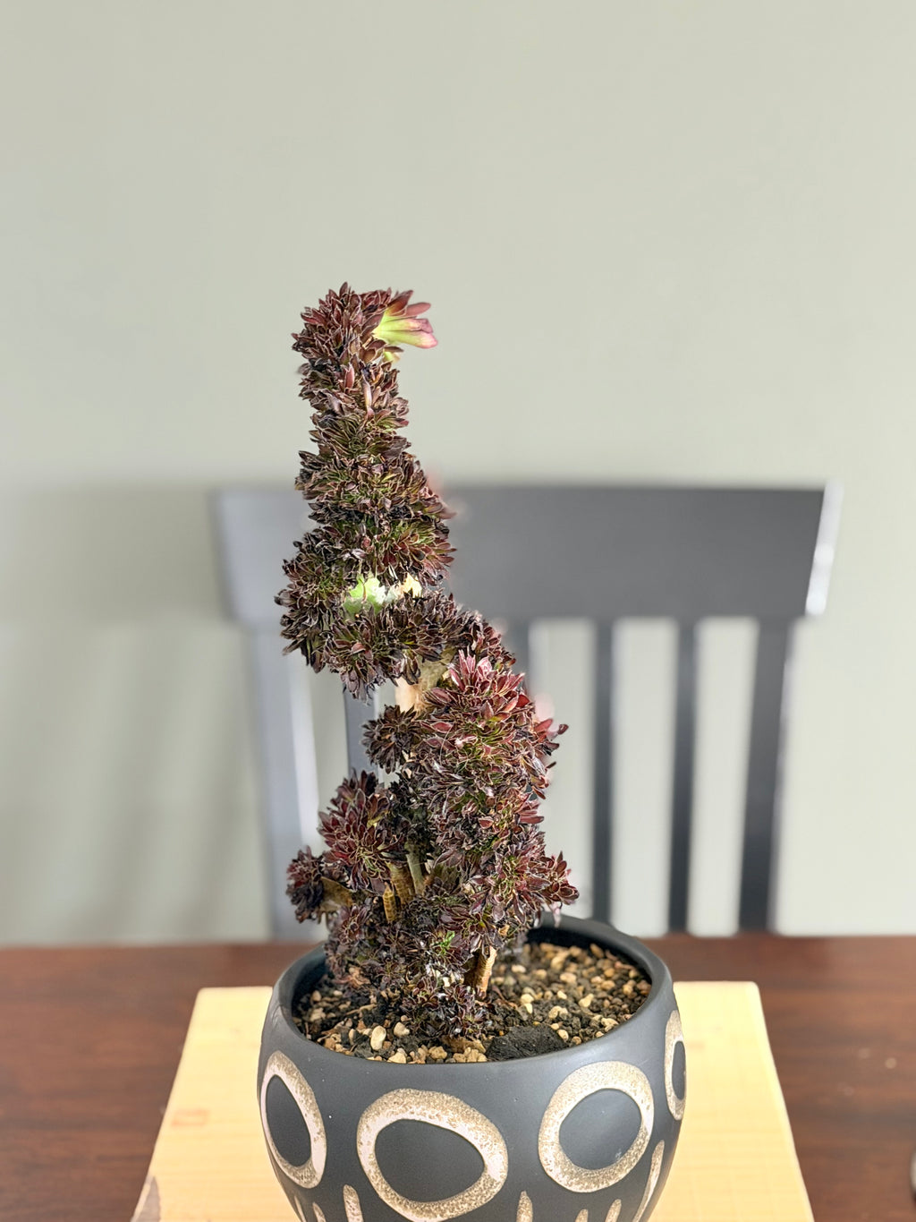 Aeonium ‘Dragon Horse’