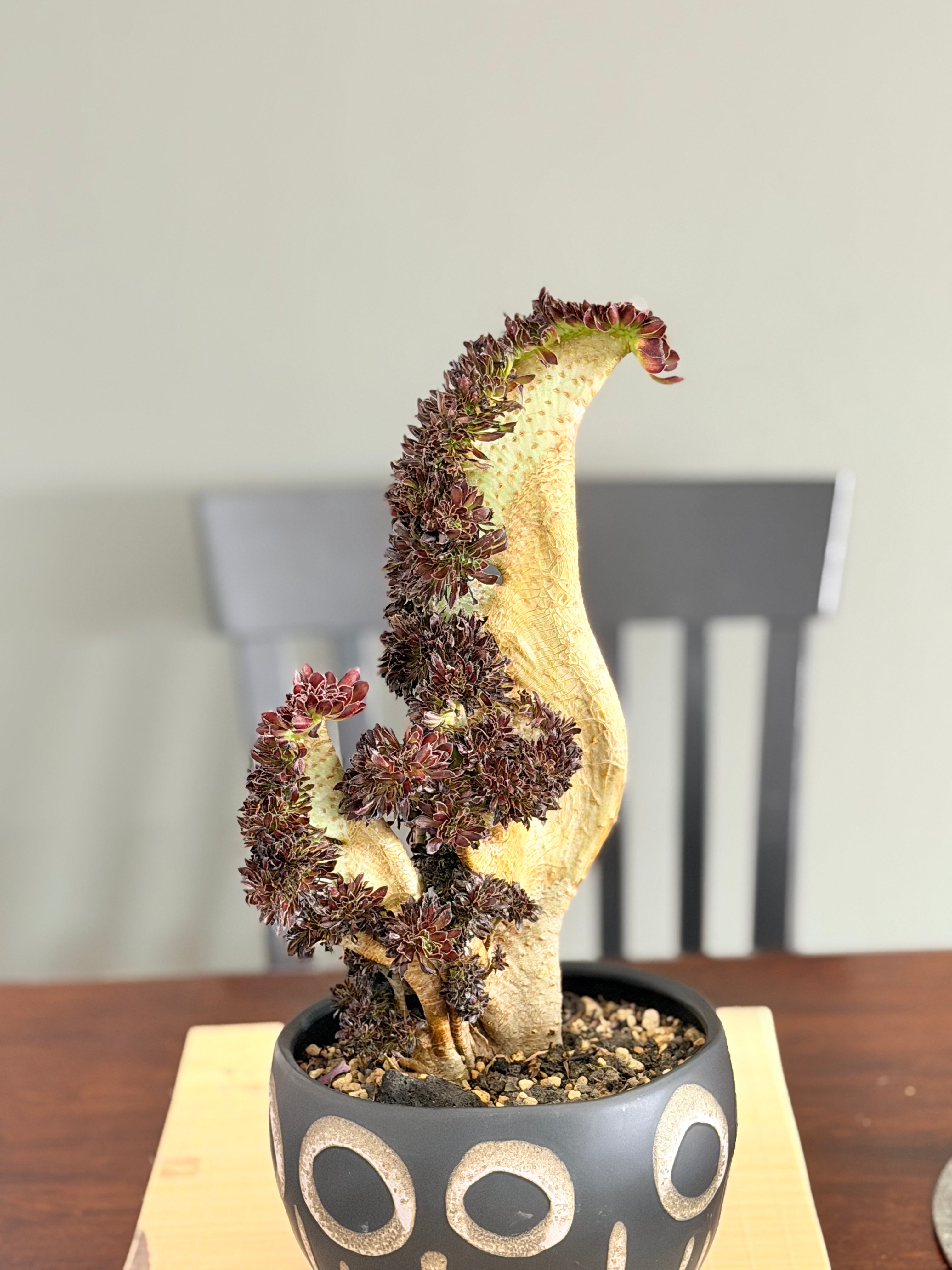 Aeonium ‘Dragon Horse’
