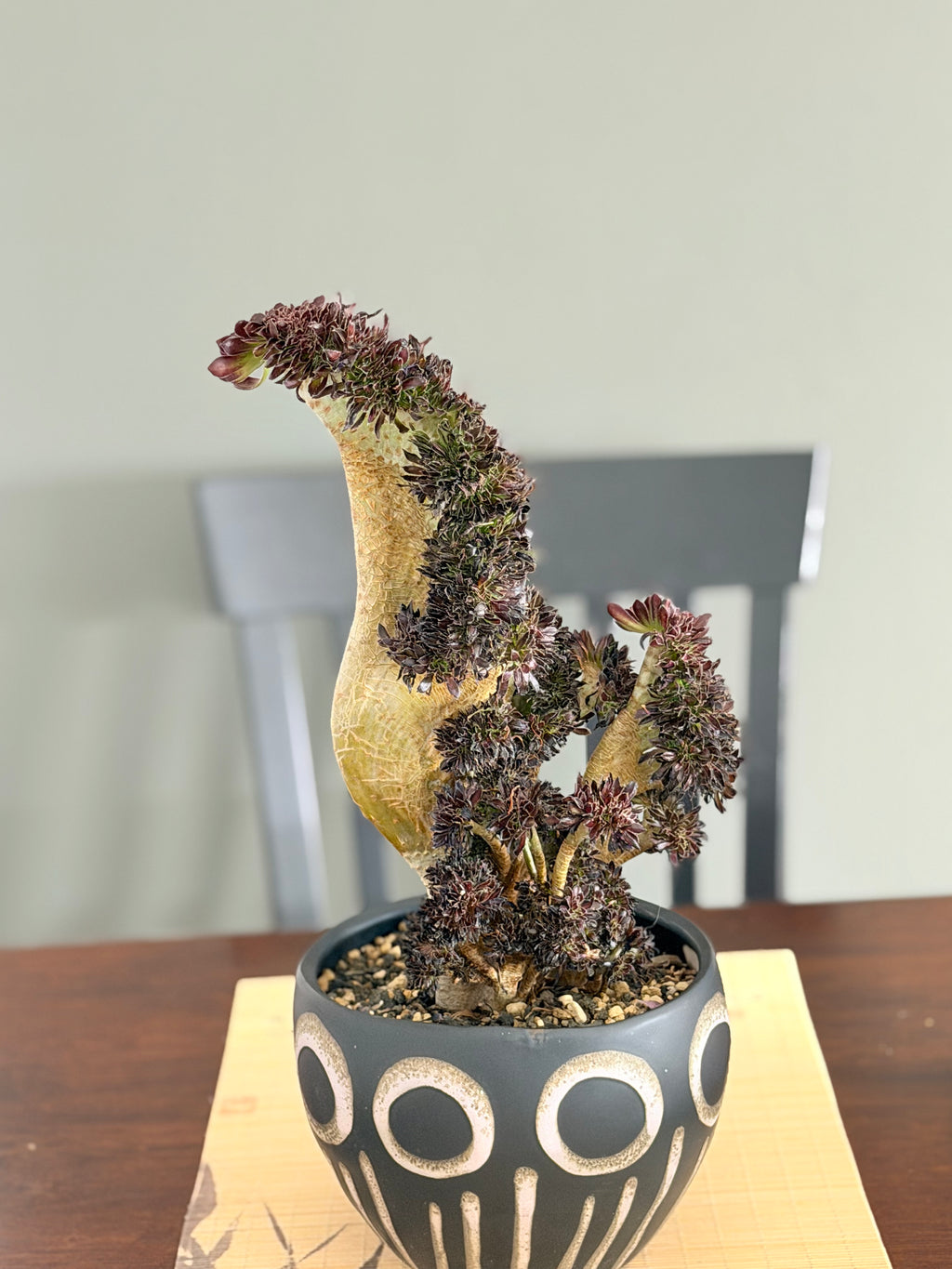 Aeonium ‘Dragon Horse’