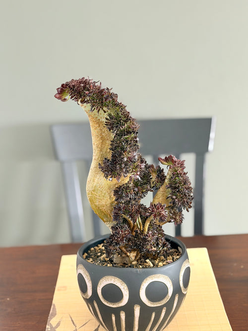 Aeonium ‘Dragon Horse’