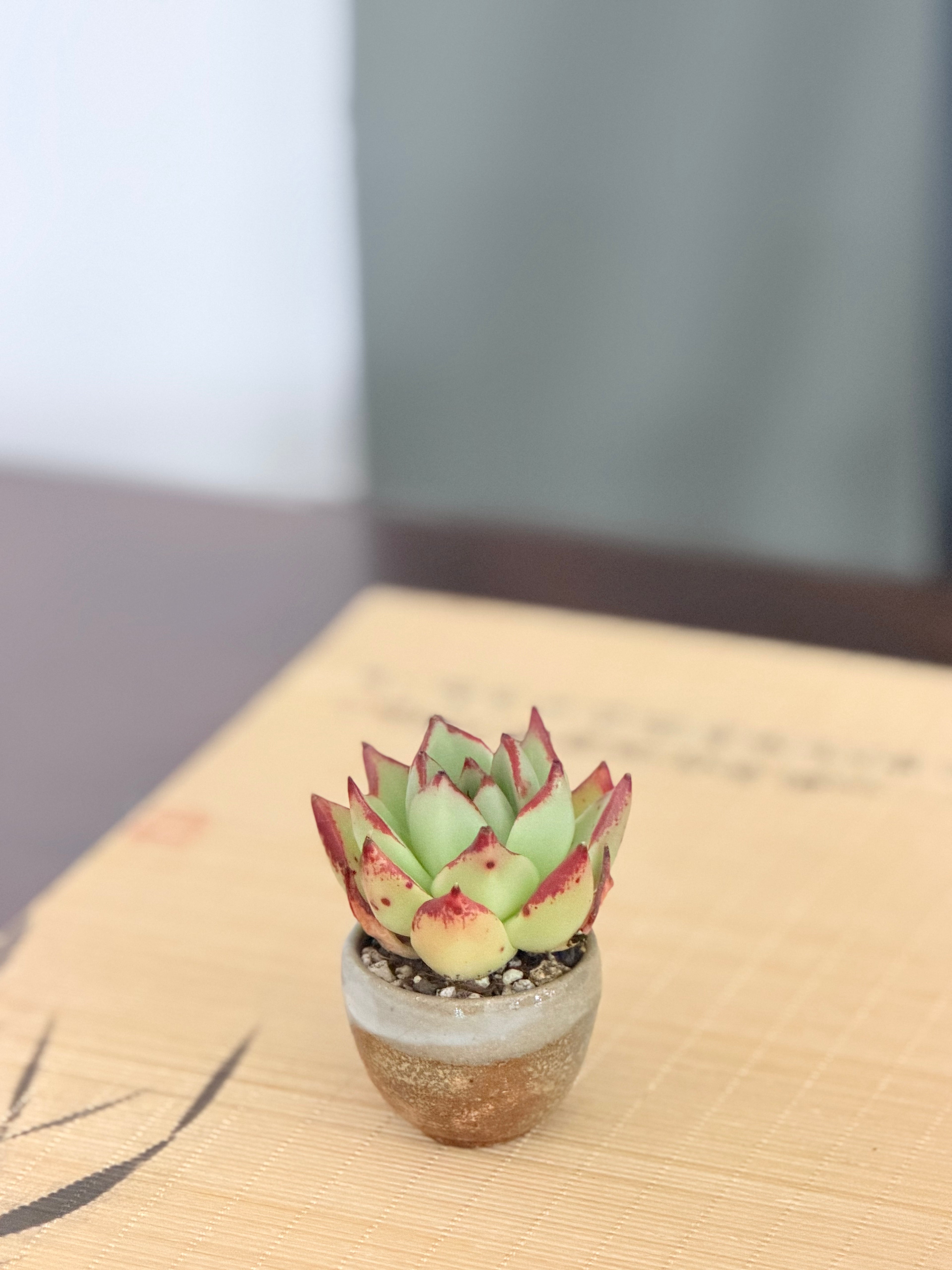 Echeveria ‘Lady’s Finger’