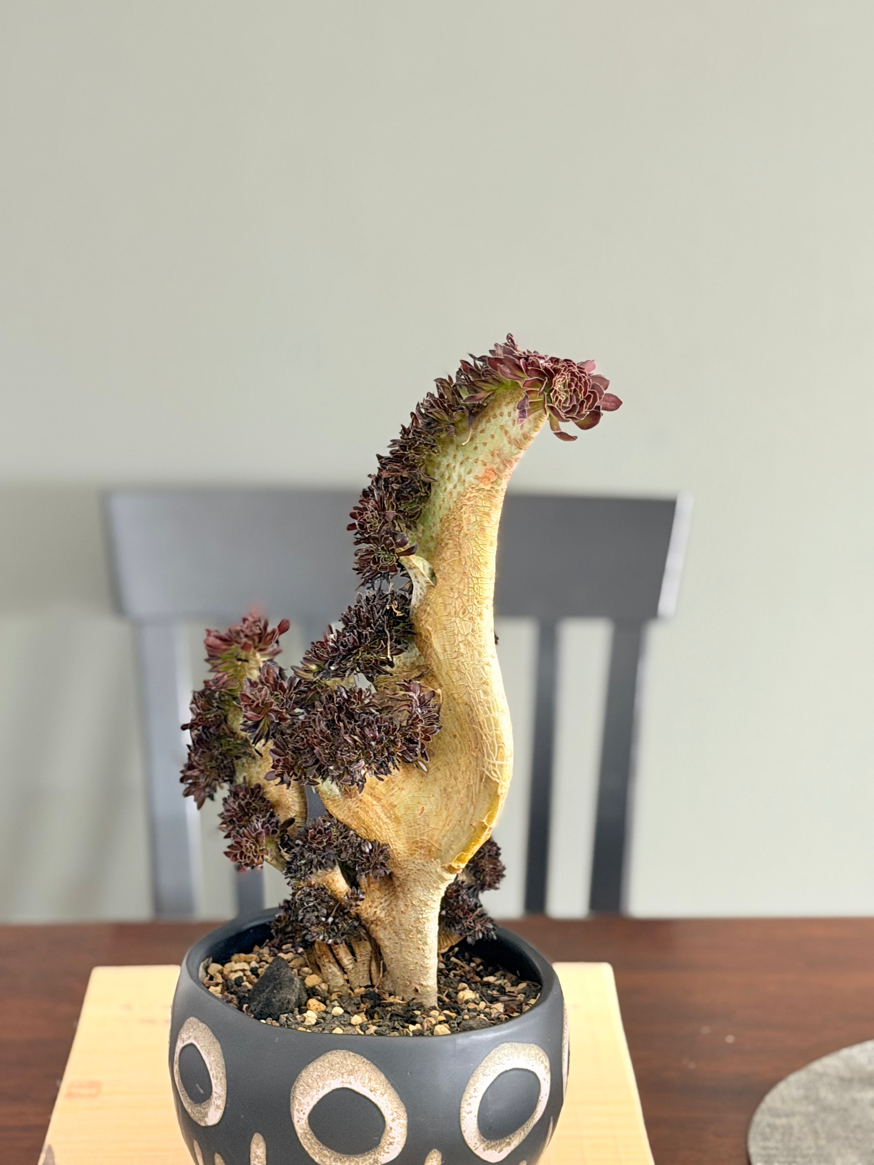 Aeonium ‘Dragon Horse’