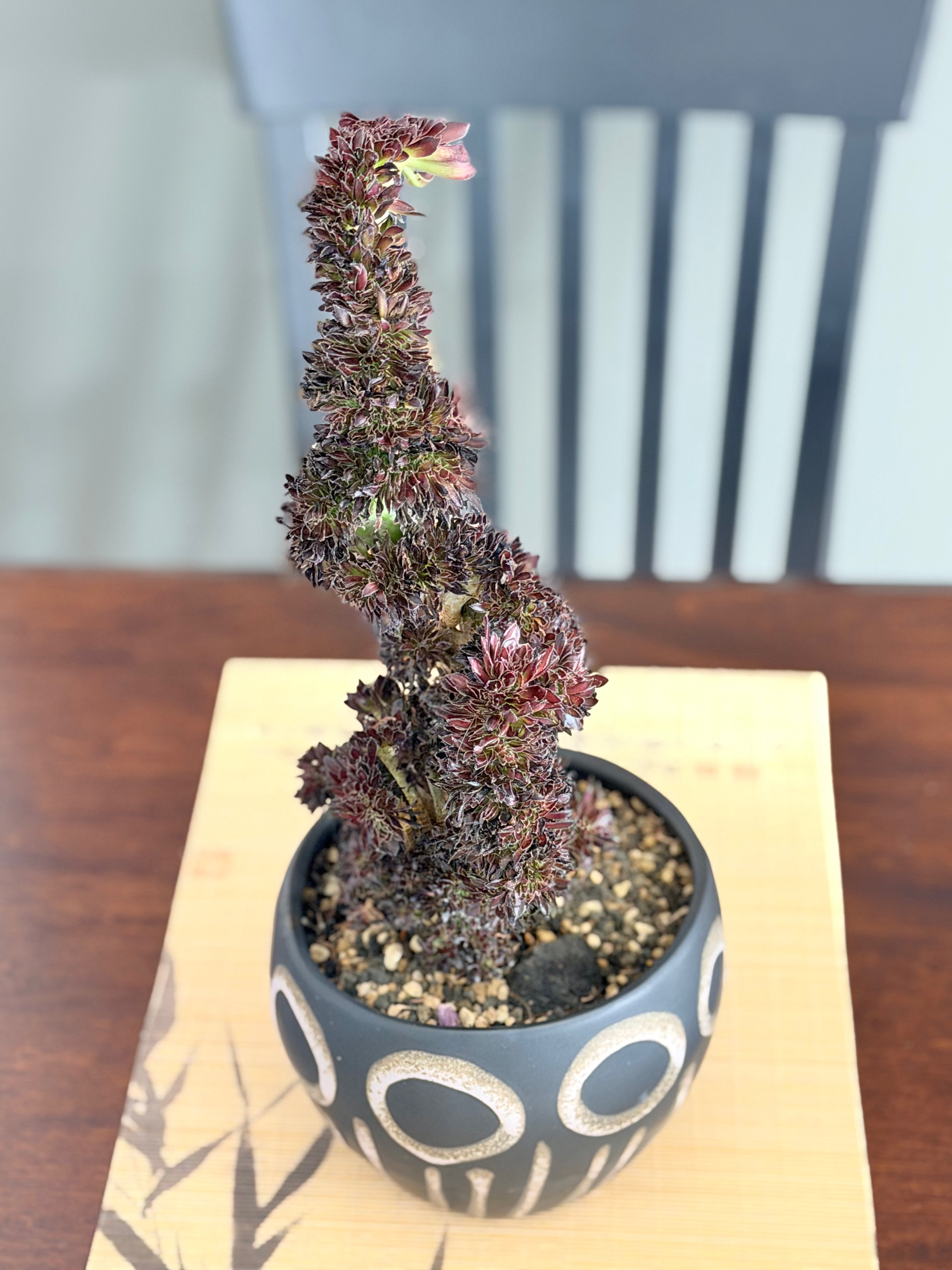 Aeonium ‘Dragon Horse’