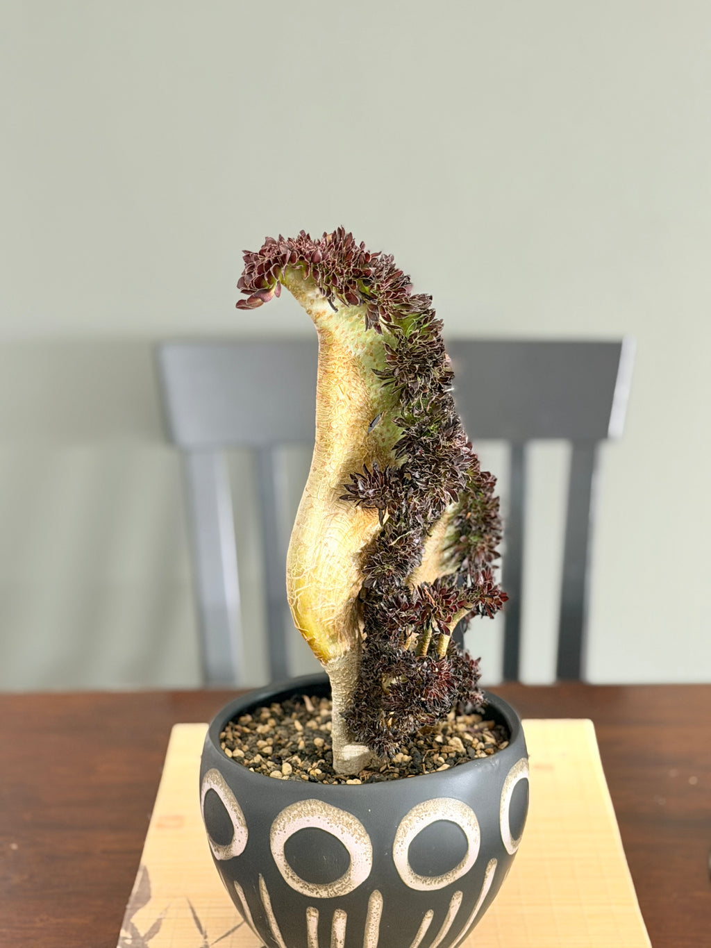 Aeonium ‘Dragon Horse’