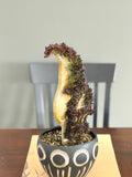 Aeonium ‘Dragon Horse’