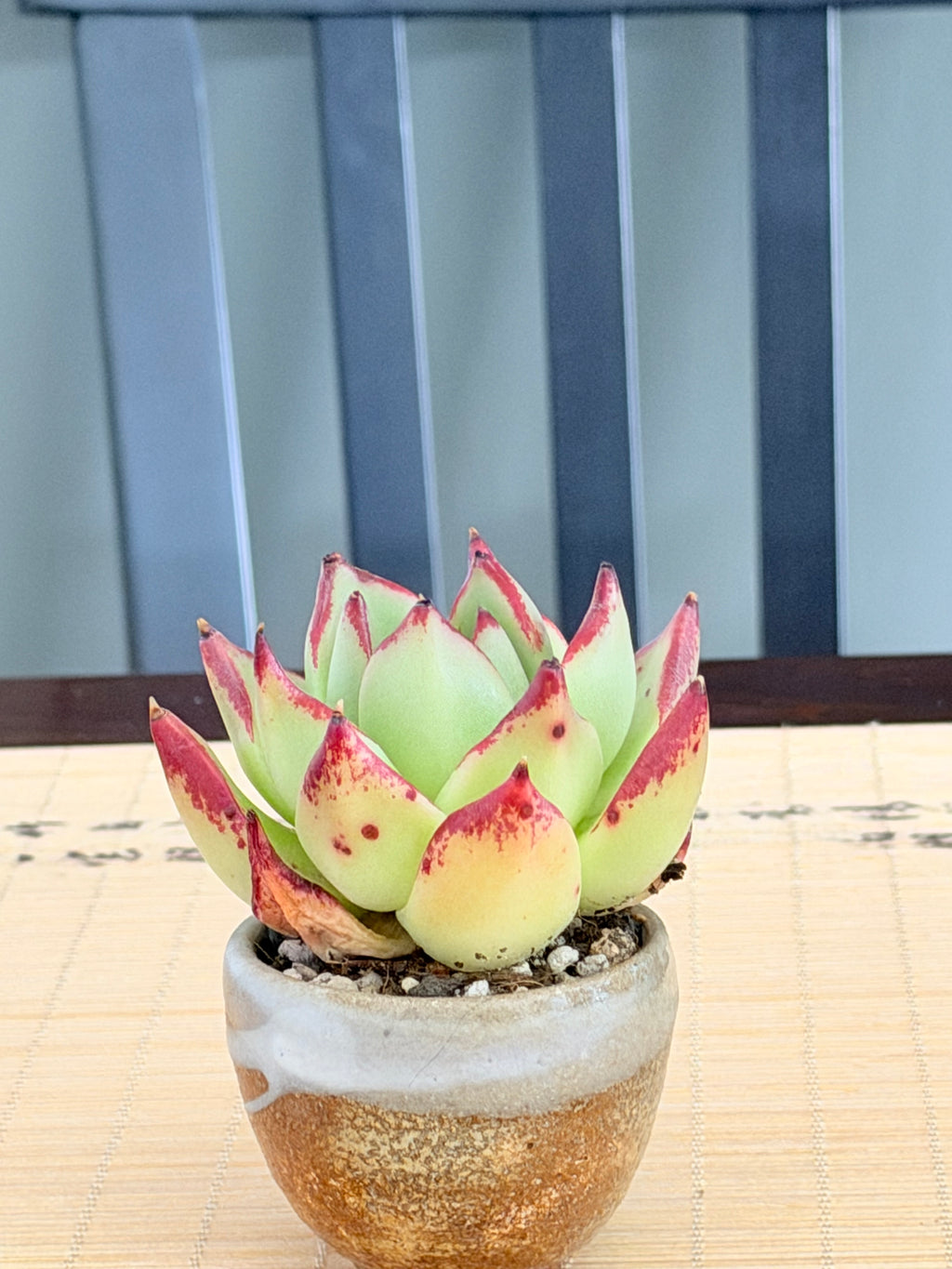 Echeveria ‘Lady’s Finger’