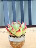 Echeveria ‘Lady’s Finger’