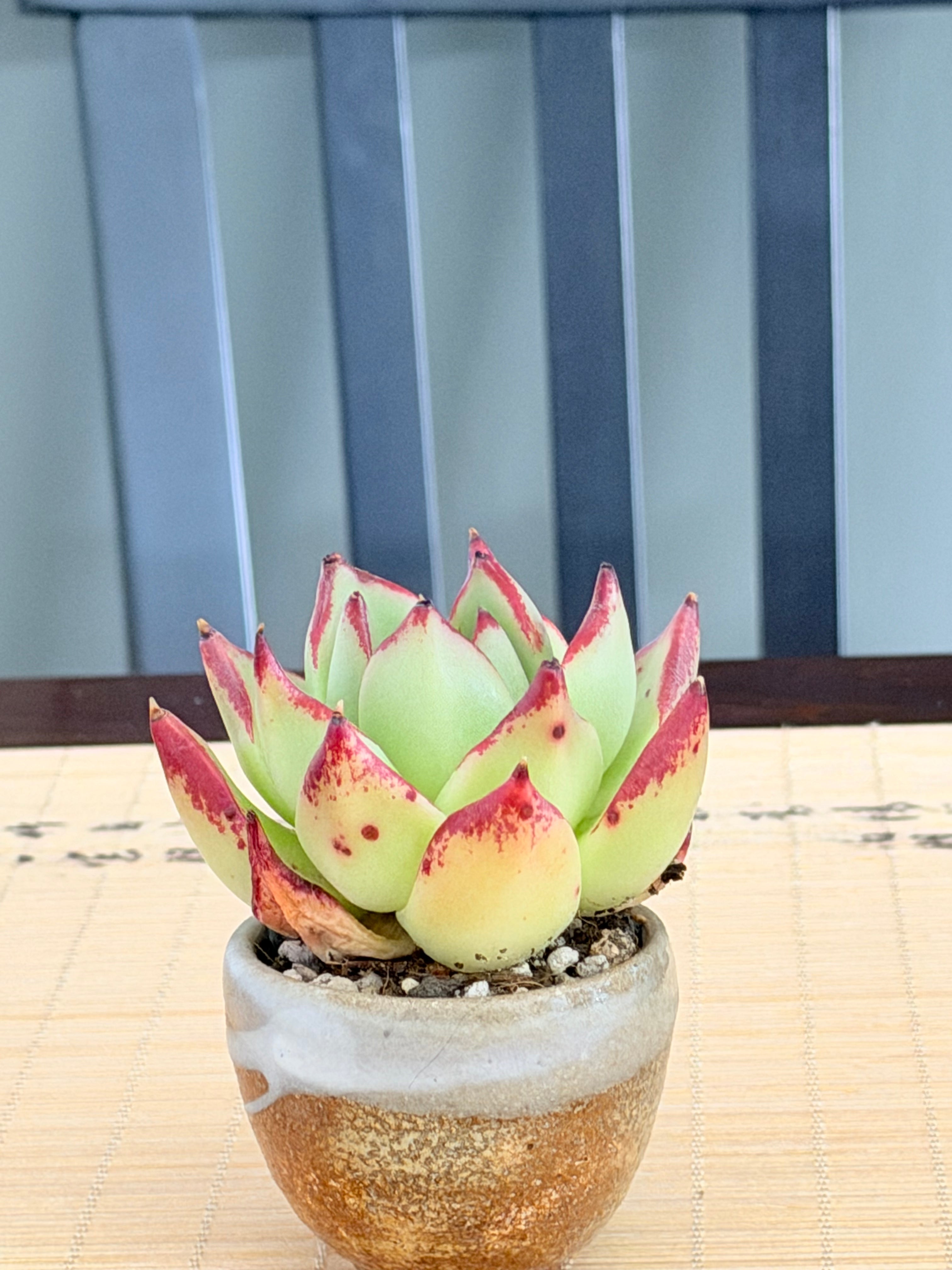 Echeveria ‘Lady’s Finger’