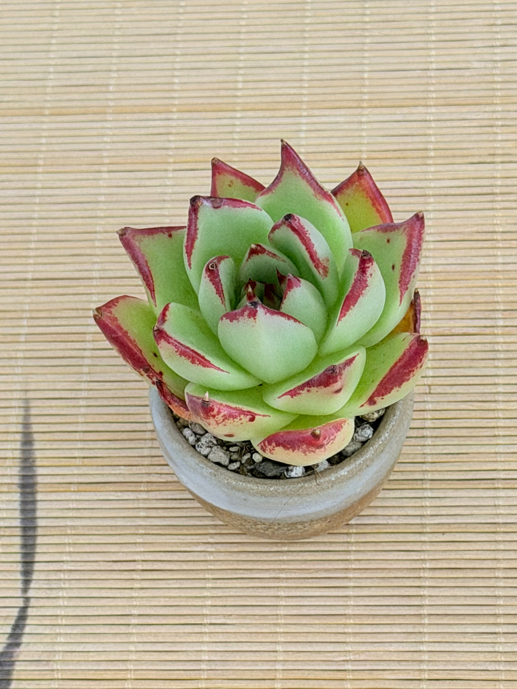 Echeveria ‘Lady’s Finger’