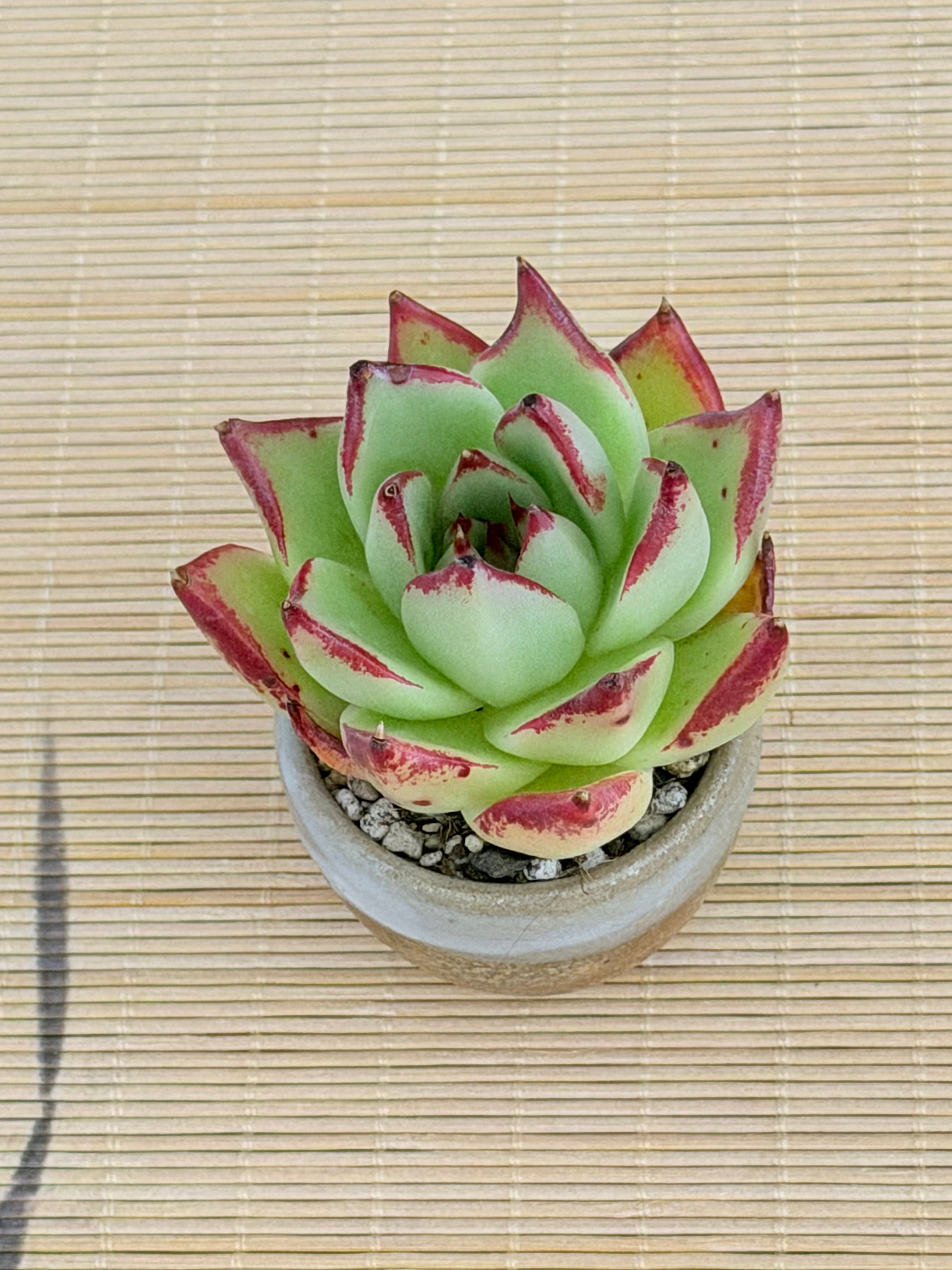 Echeveria ‘Lady’s Finger’