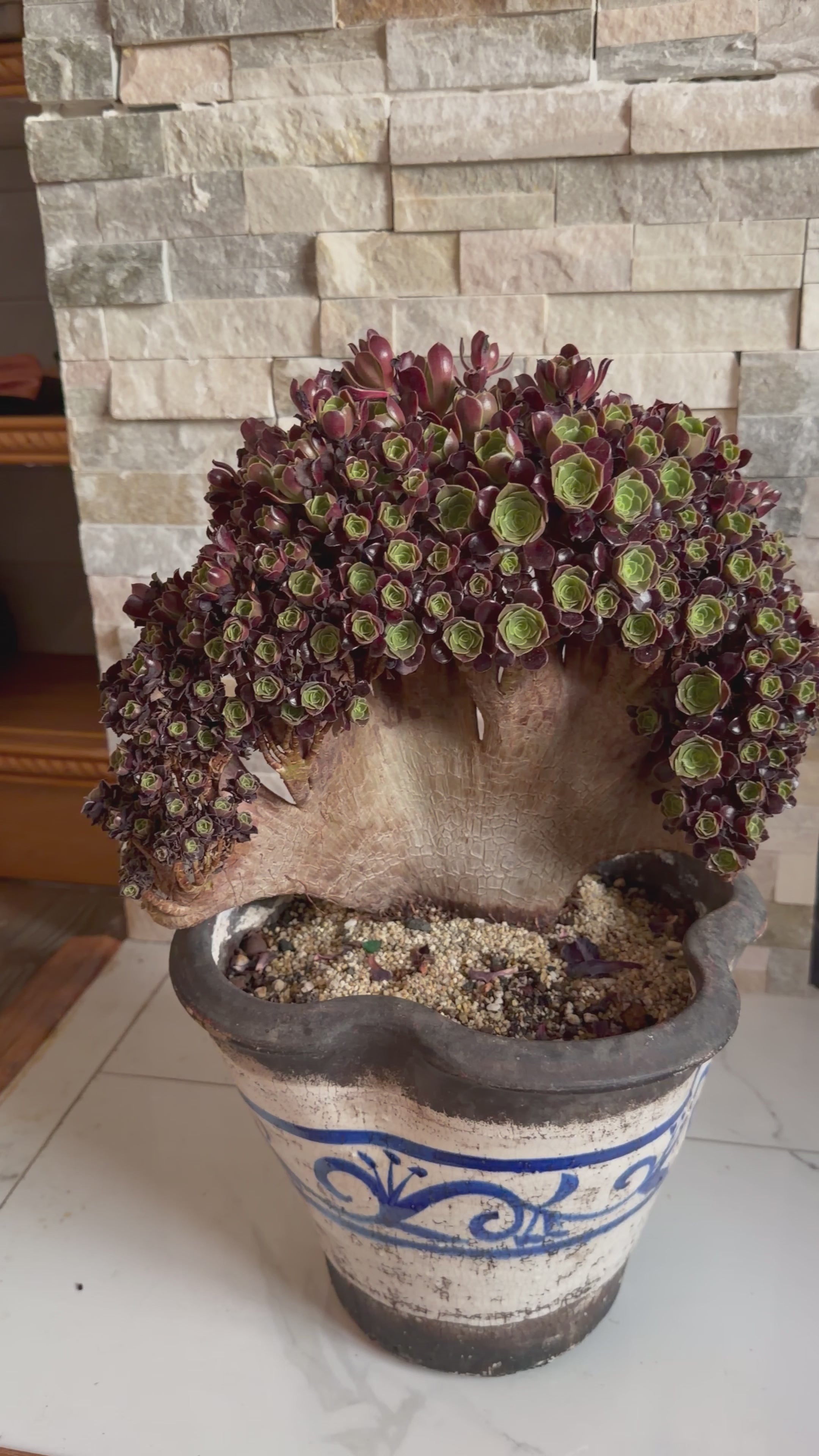 Aeonium ‘Black Queen’