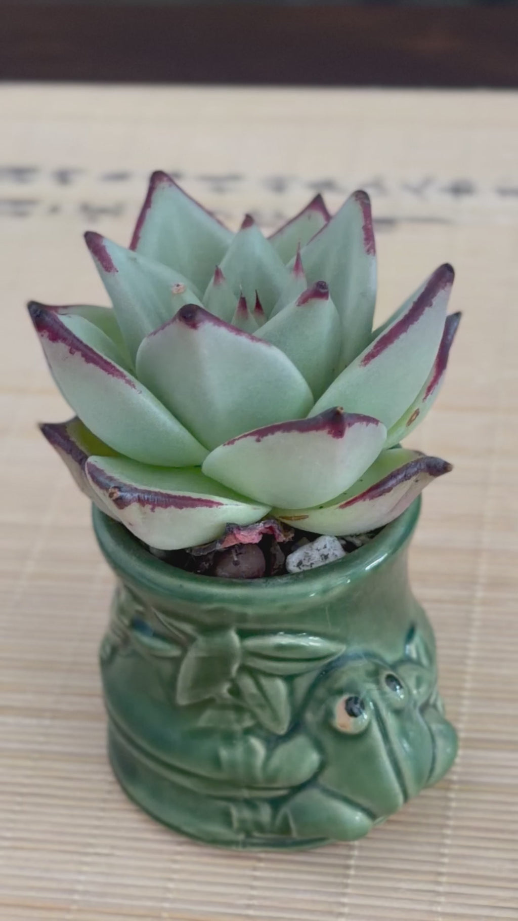 Echeveria Ebony