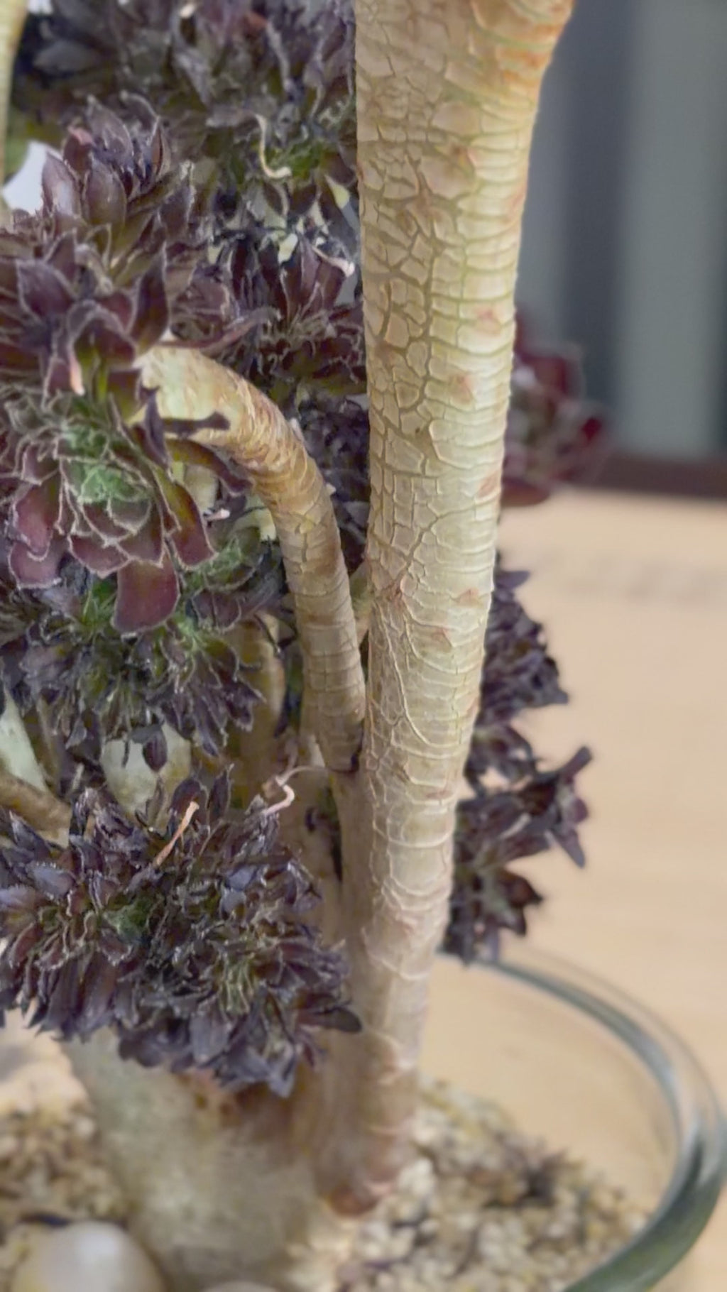 Aeonium ‘Dragon Horse’