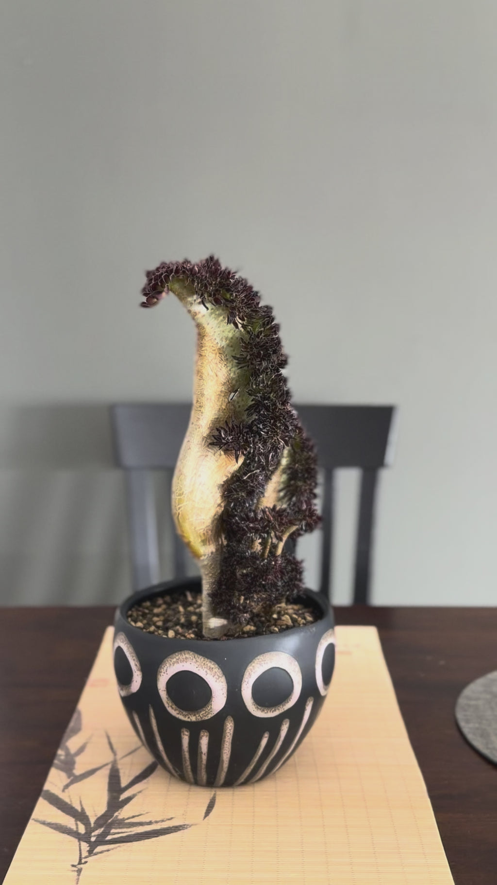 Aeonium ‘Dragon Horse’