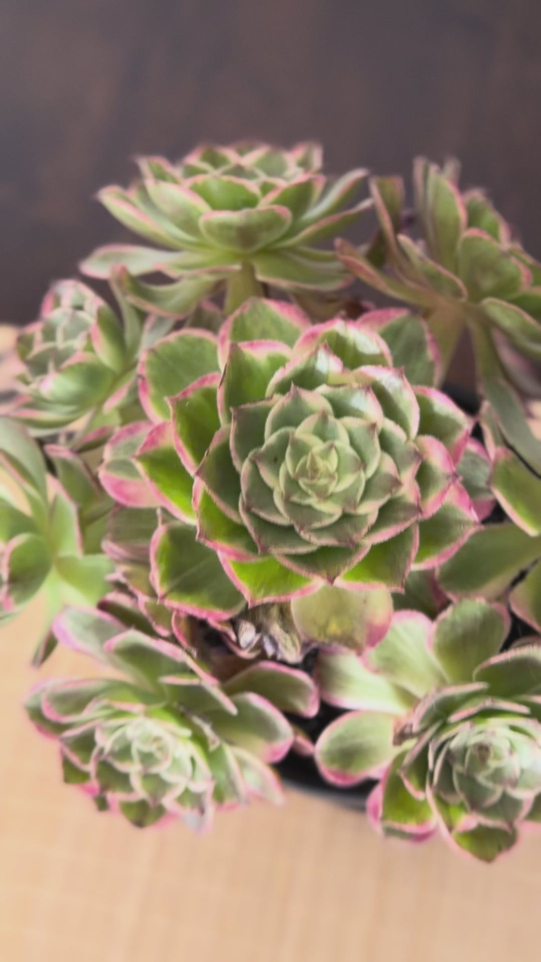 Aeonium Yanning