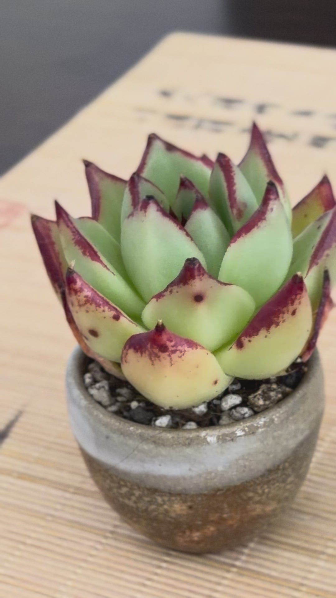 Echeveria ‘Lady’s Finger’